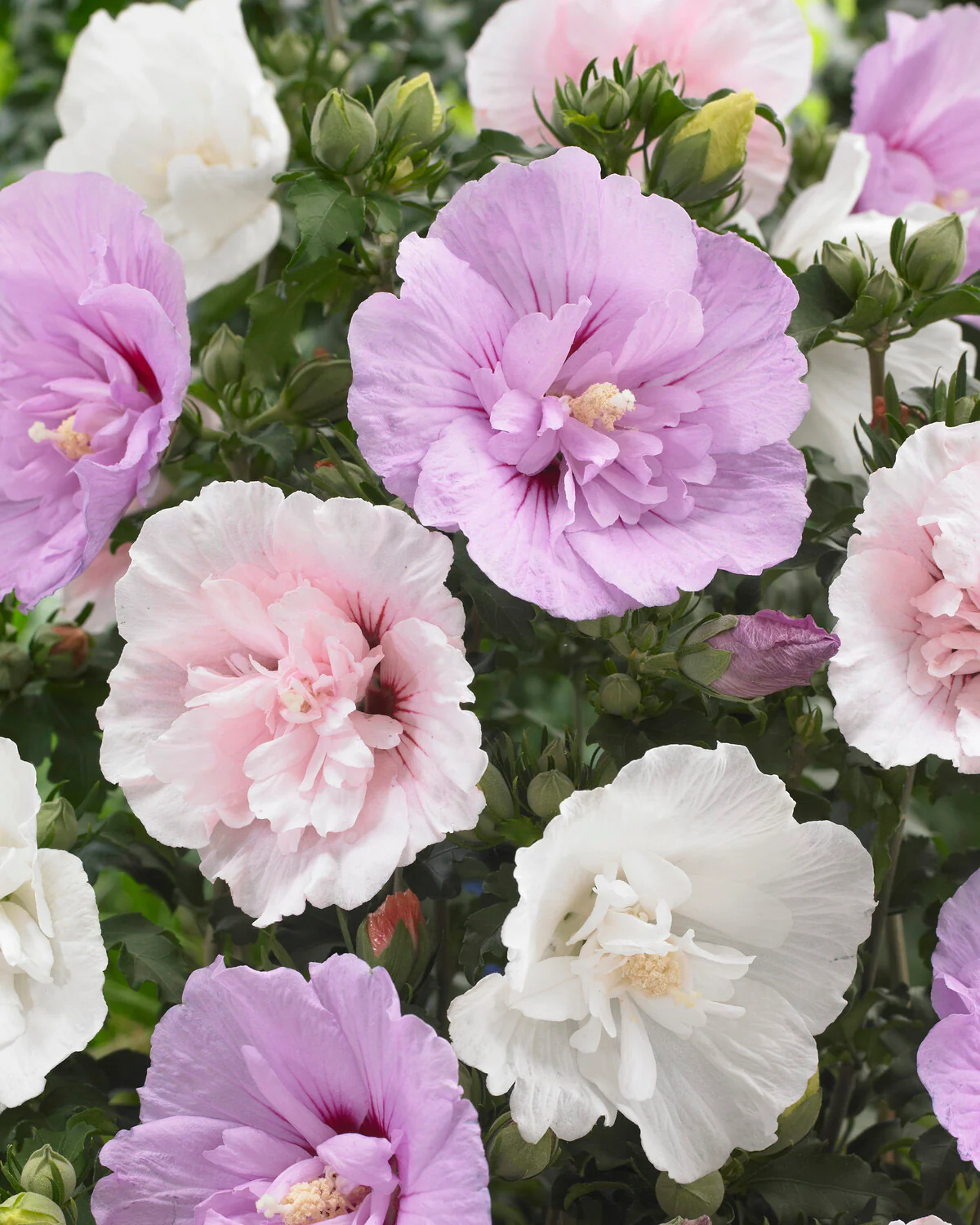 Hibiscus 'White Chiffon' - Image 7