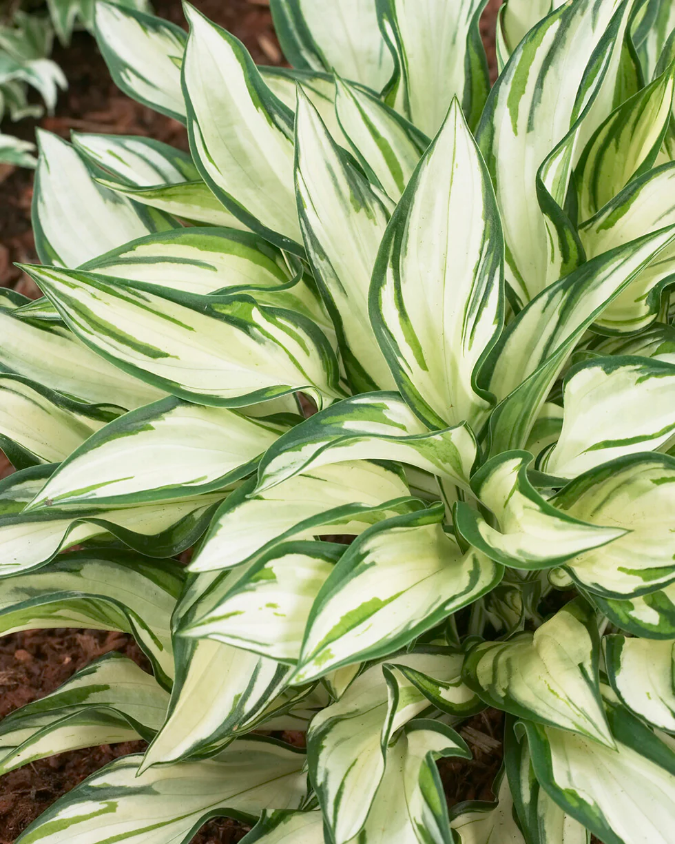 Hosta 'Fireworks'