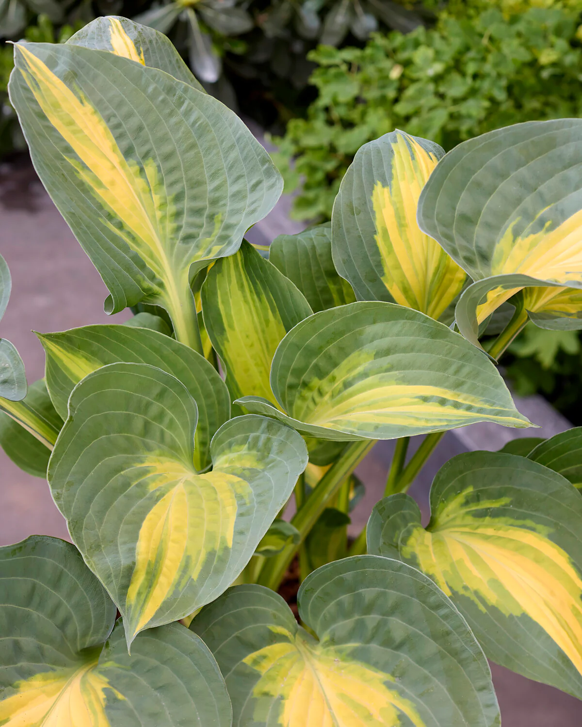 Hosta 'Smash Hit'