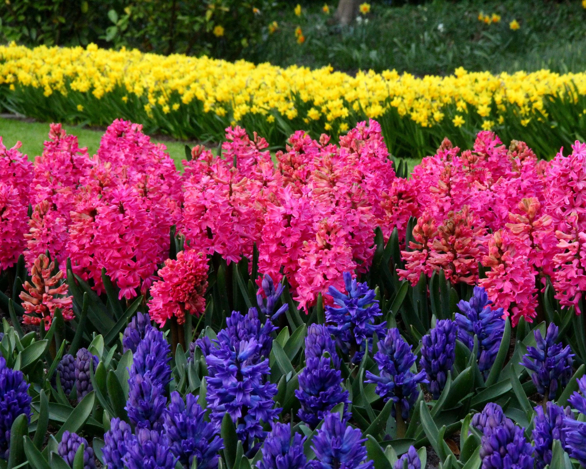 Hyacinth 'Jan Bos' - Image 6