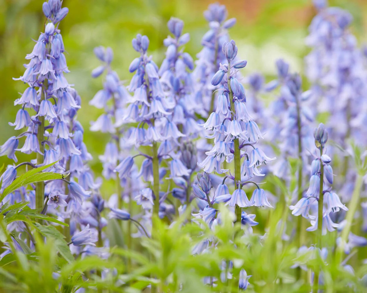 Hyacinthoides hispanica - Image 5