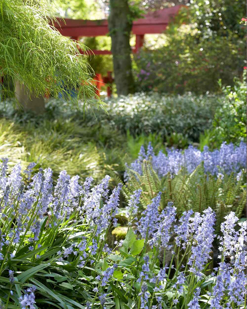 Hyacinthoides hispanica - Image 7