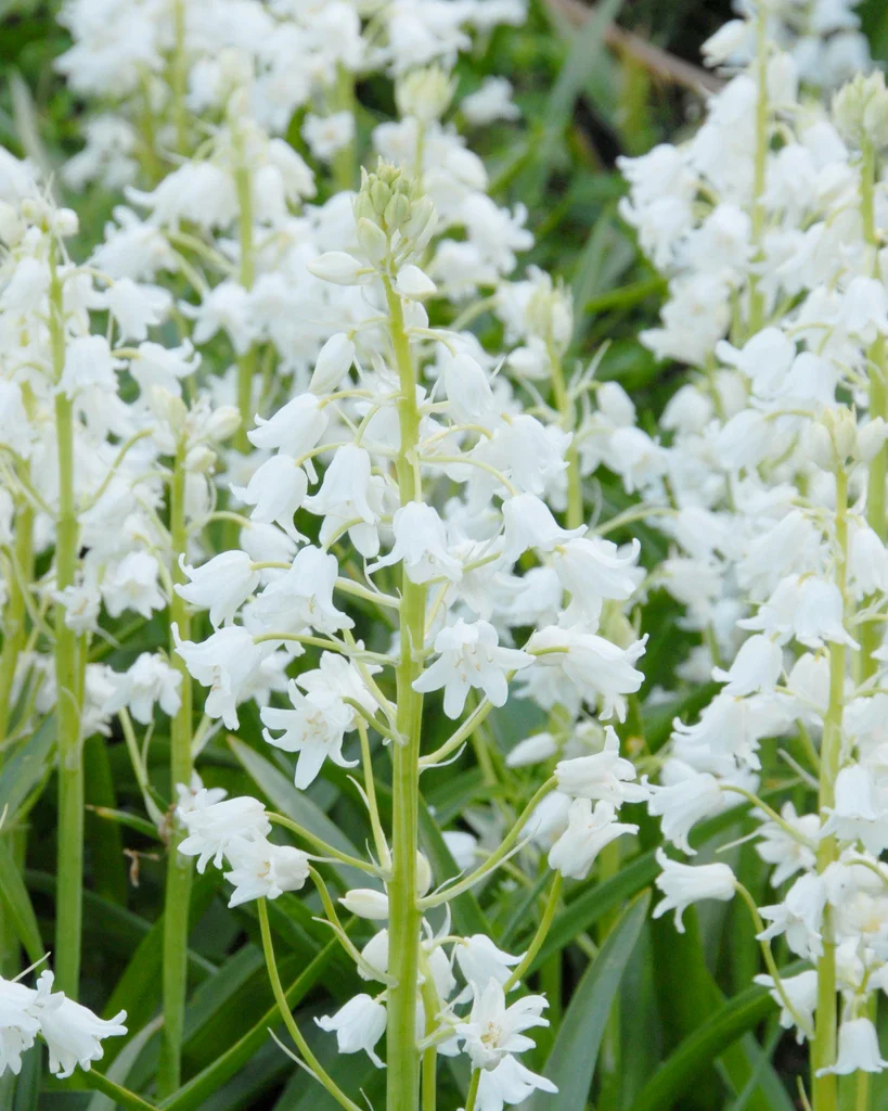 Hyacinthoides hispanica 'Tres Colores' - Image 3