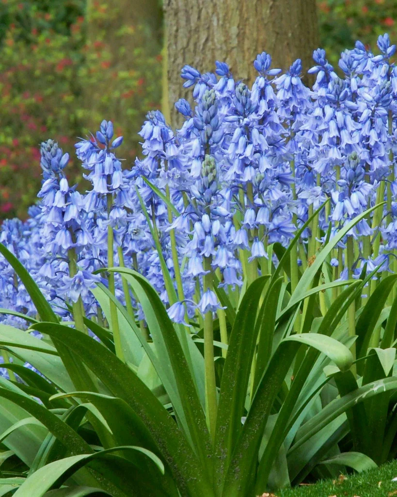 Hyacinthoides hispanica 'Tres Colores' - Image 4