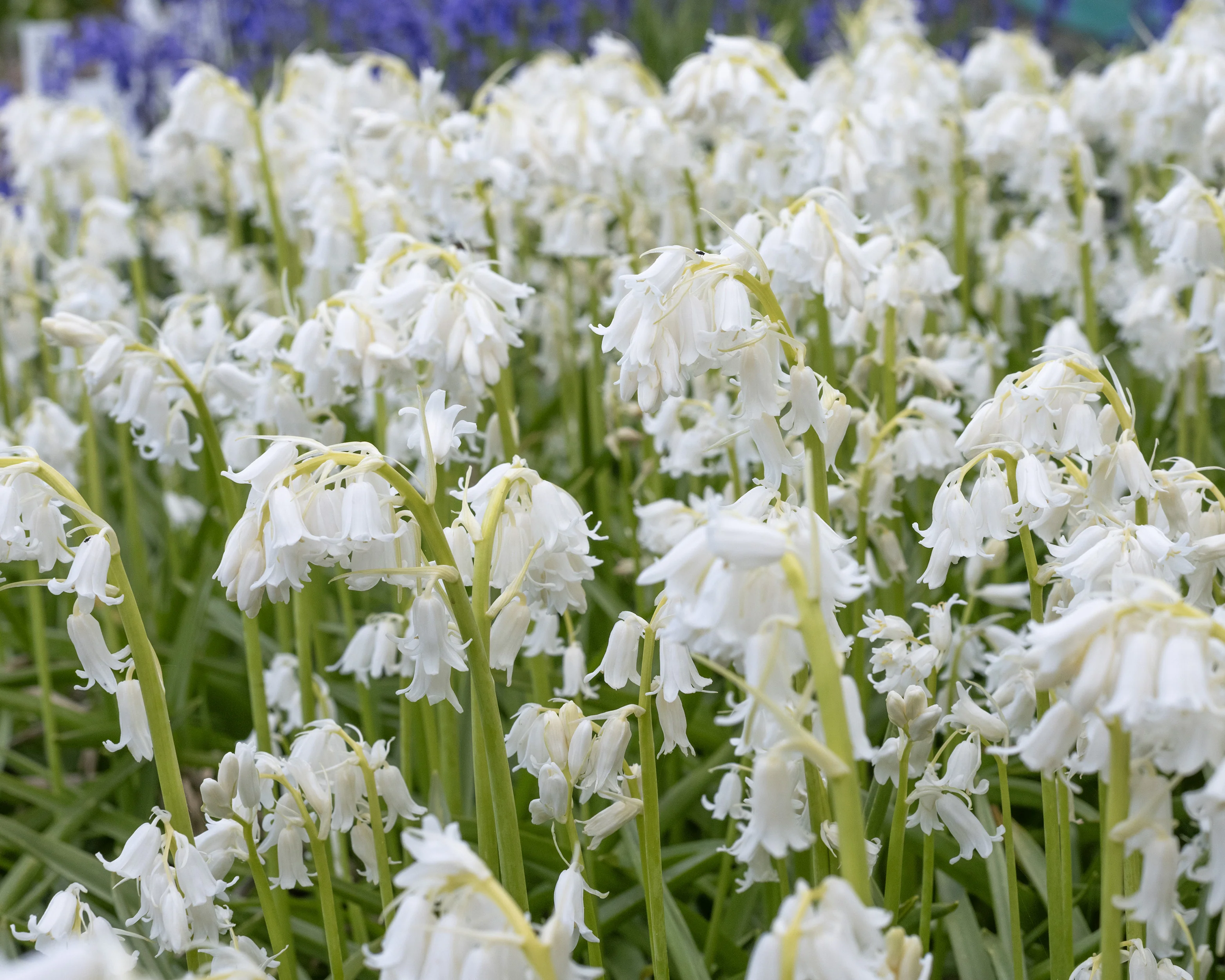 Hyacinthoides non-scripta 'Alba' - Image 7
