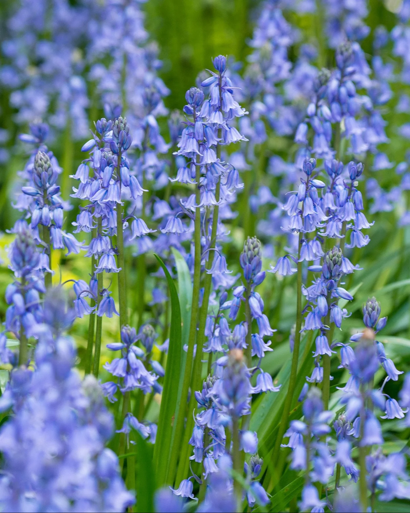 Hyacinthoides non-scripta