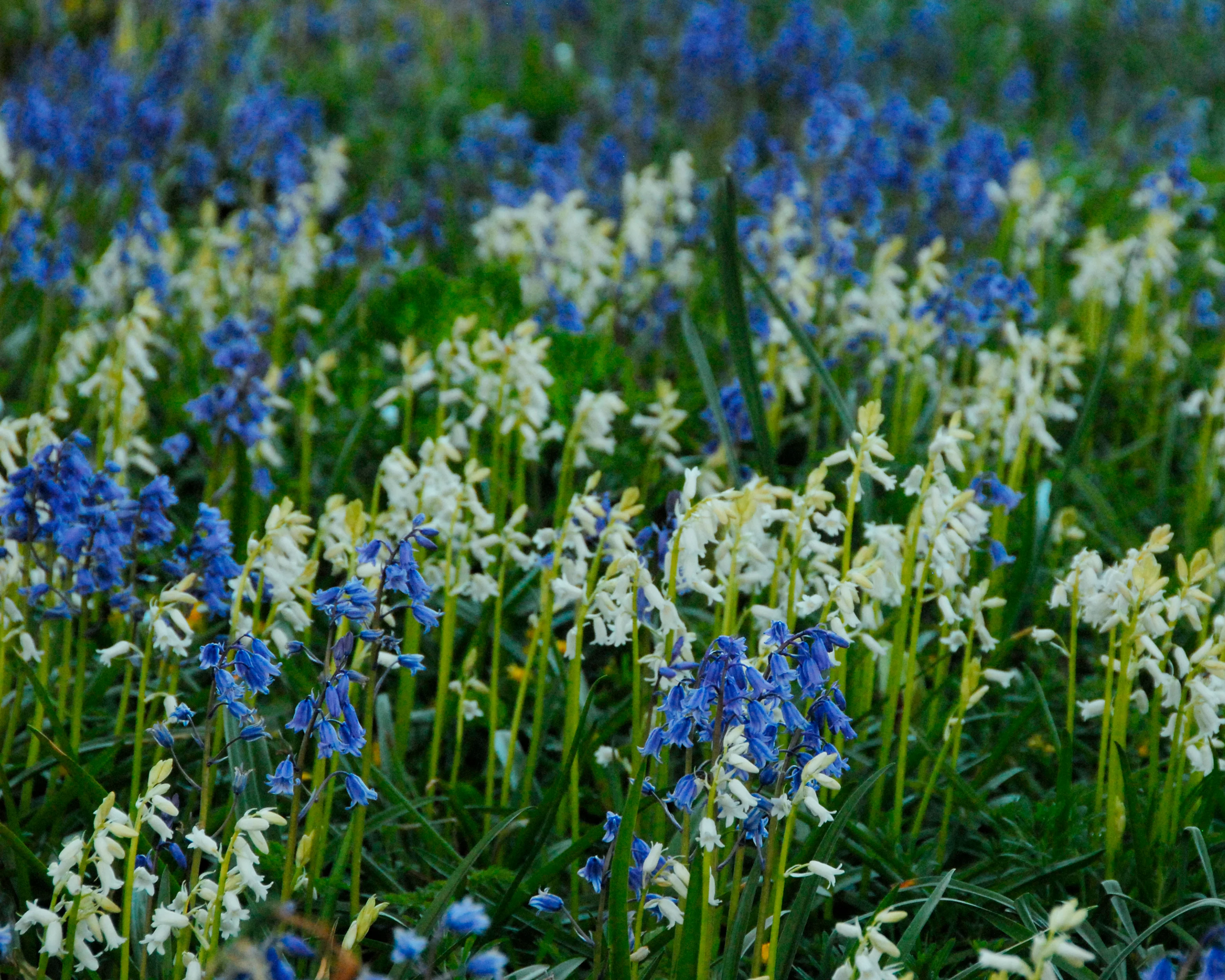 Hyacinthoides non-scripta - Image 10