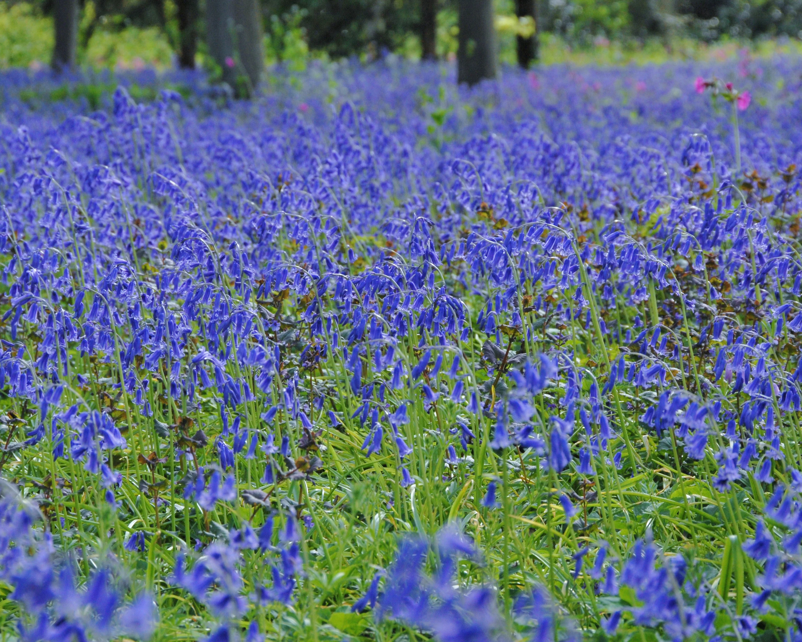 Hyacinthoides non-scripta - Image 11