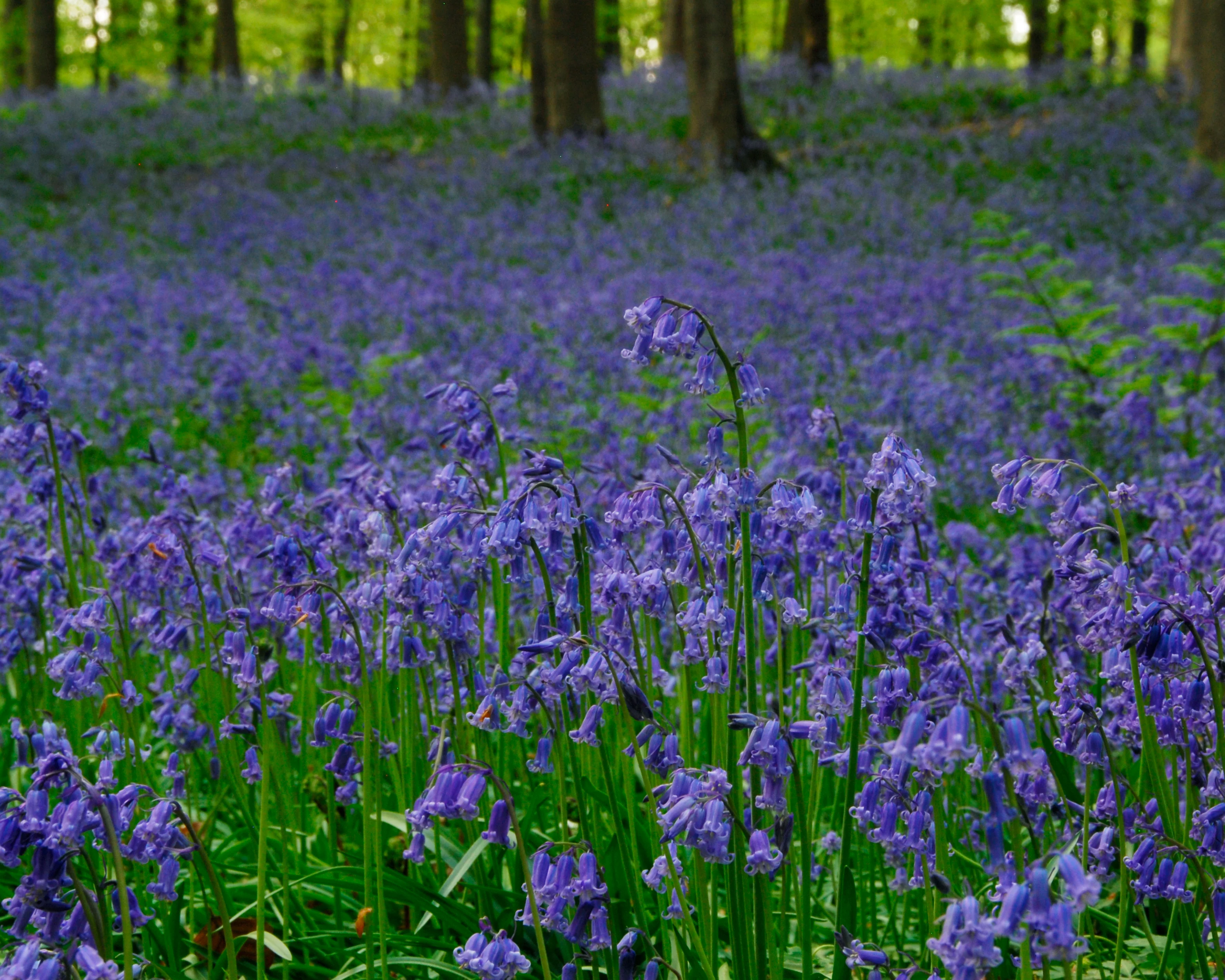 Hyacinthoides non-scripta - Image 6
