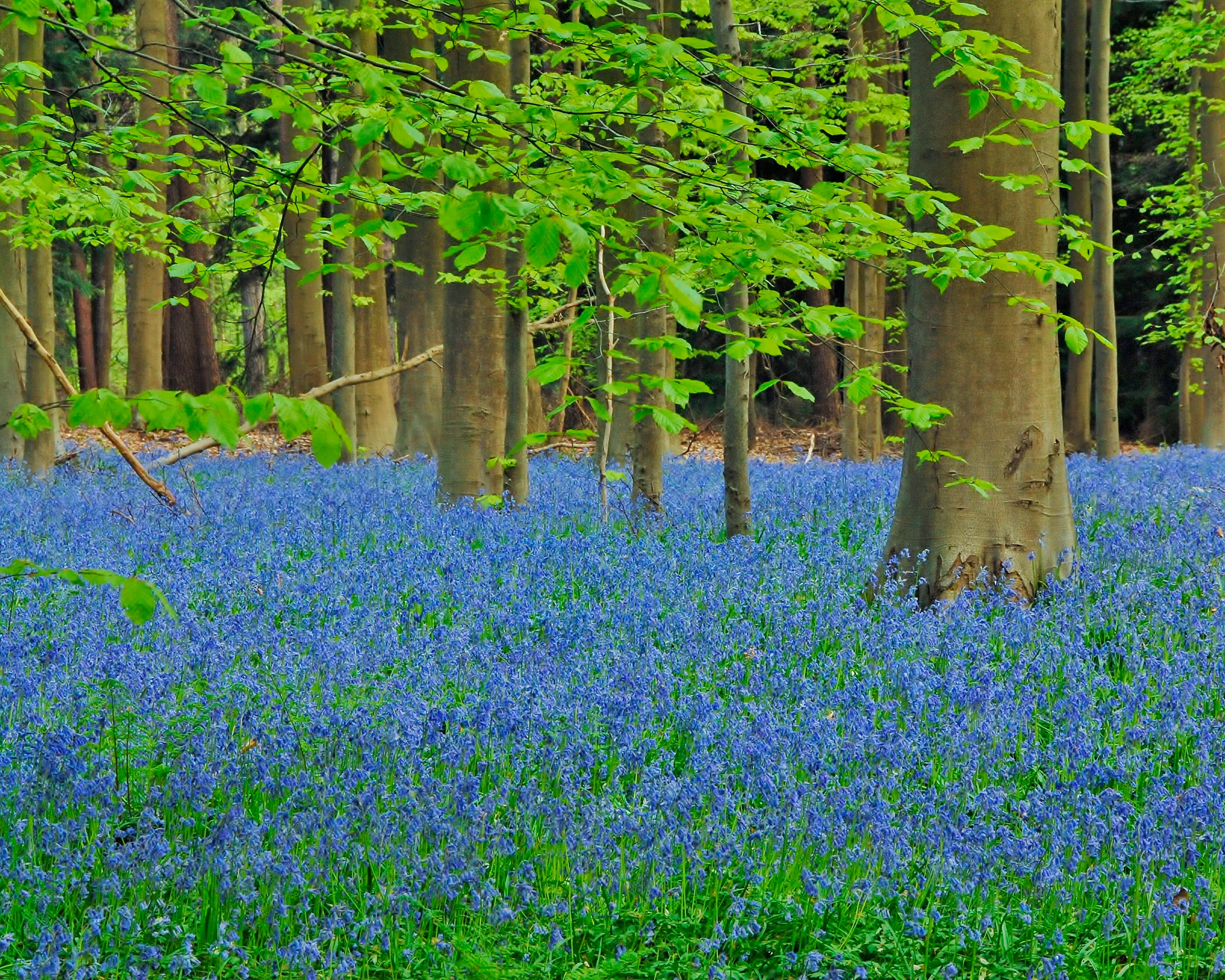 Hyacinthoides non-scripta - Image 8