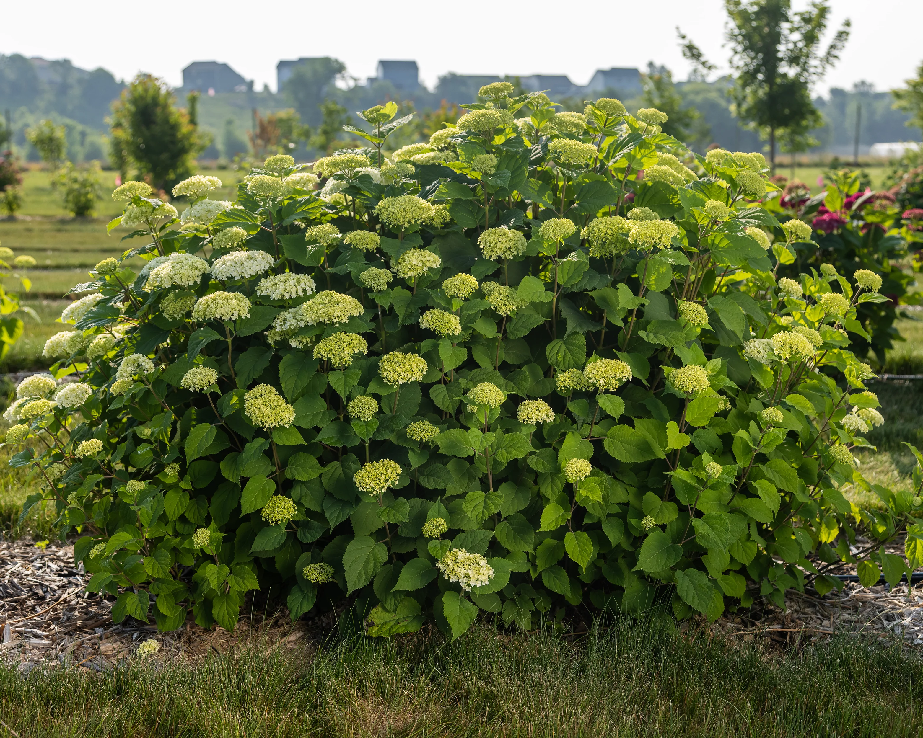 Hydrangea 'Baiful' - Image 3