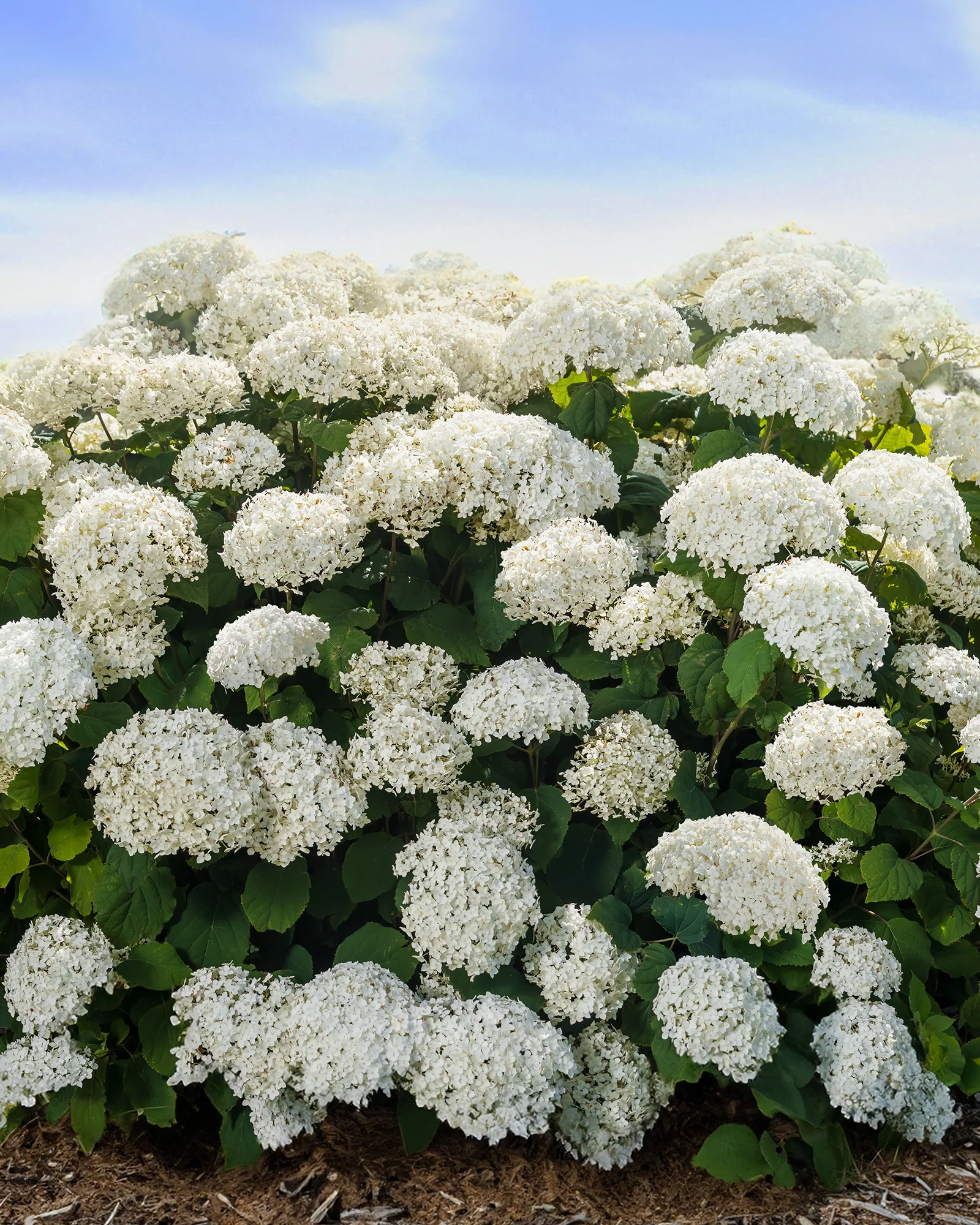 Hydrangea 'Baiful' - Image 4