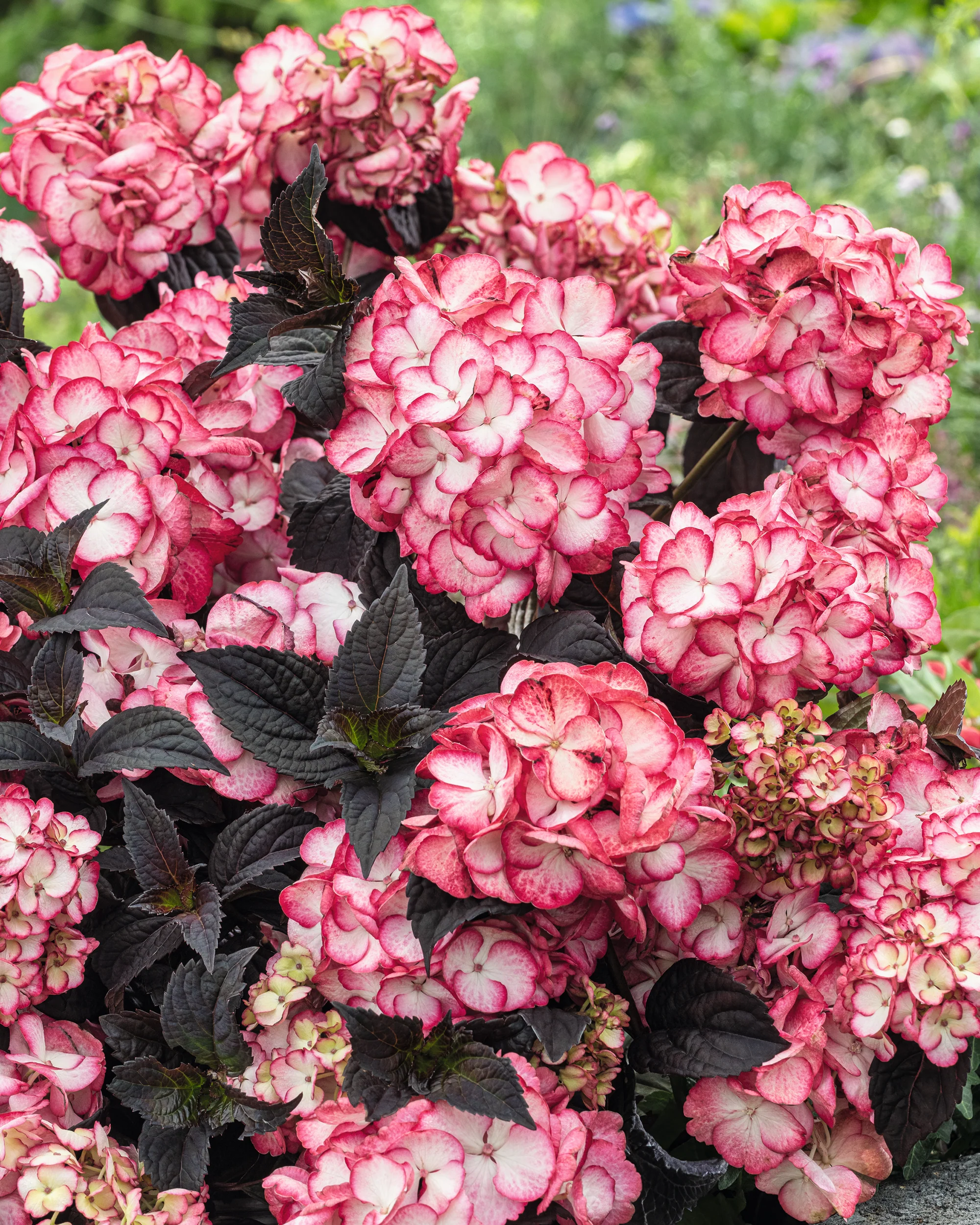 Hydrangea 'Choco Black Velvet' - Image 2