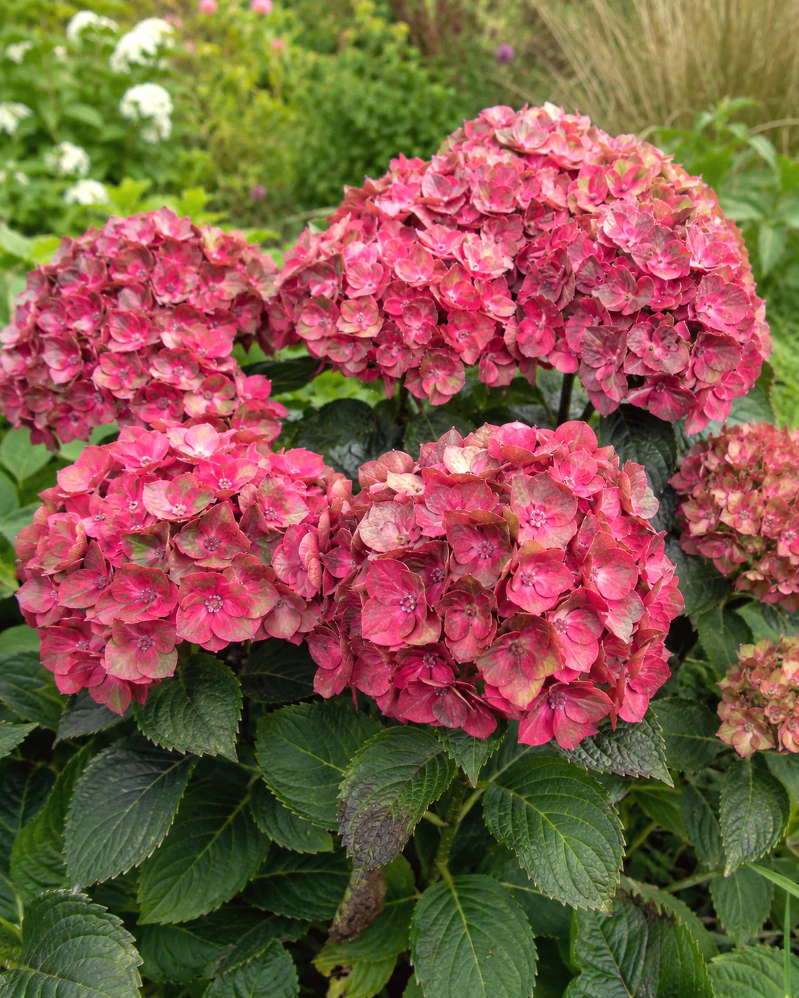Hydrangea 'Choco Love'