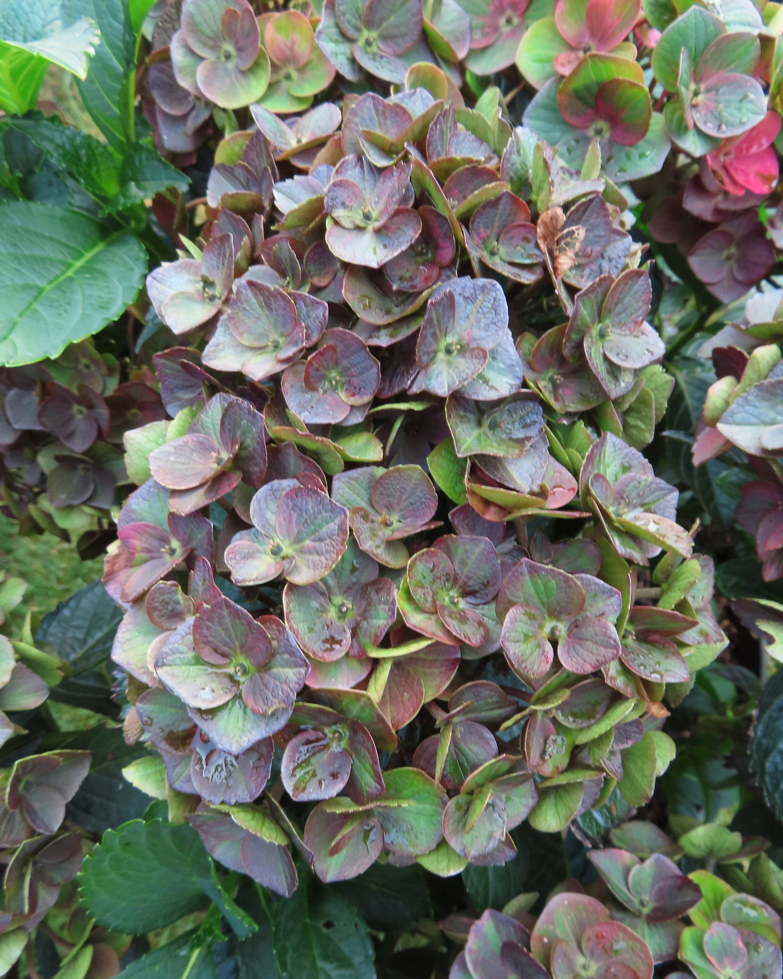 Hydrangea 'Choco Love' - Image 3
