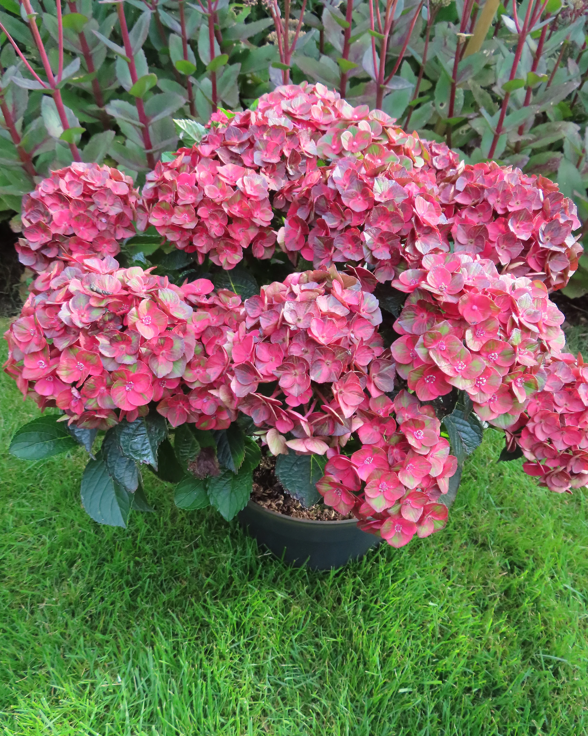 Hydrangea 'Choco Love' - Image 4