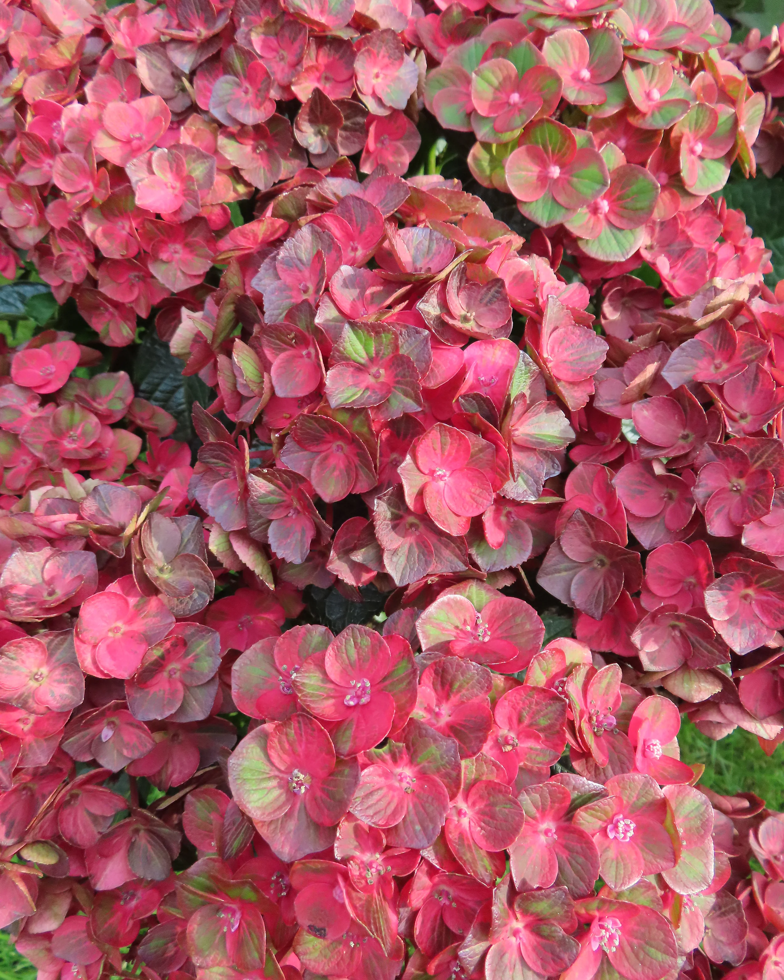 Hydrangea 'Choco Love' - Image 5