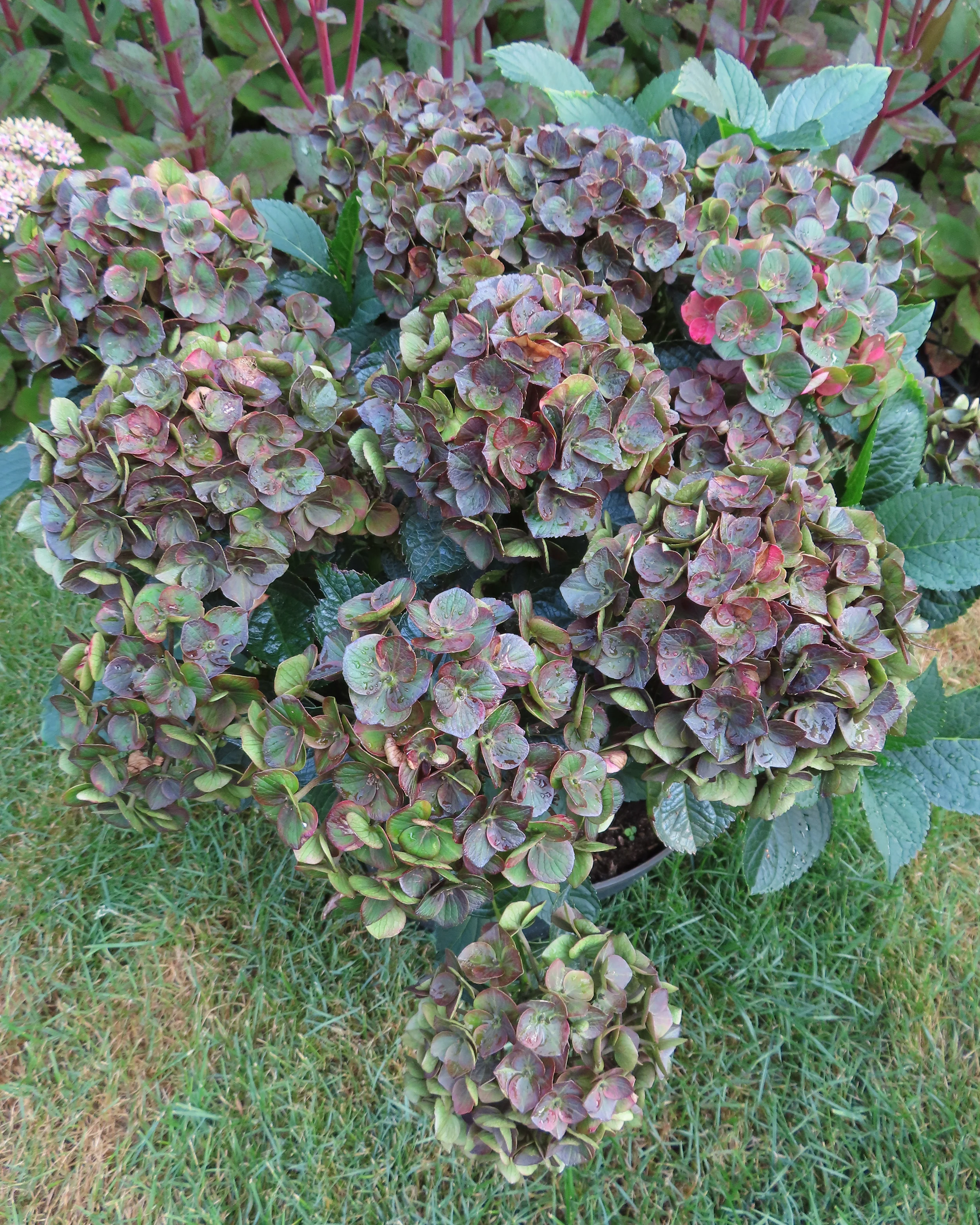 Hydrangea 'Choco Love' - Image 6