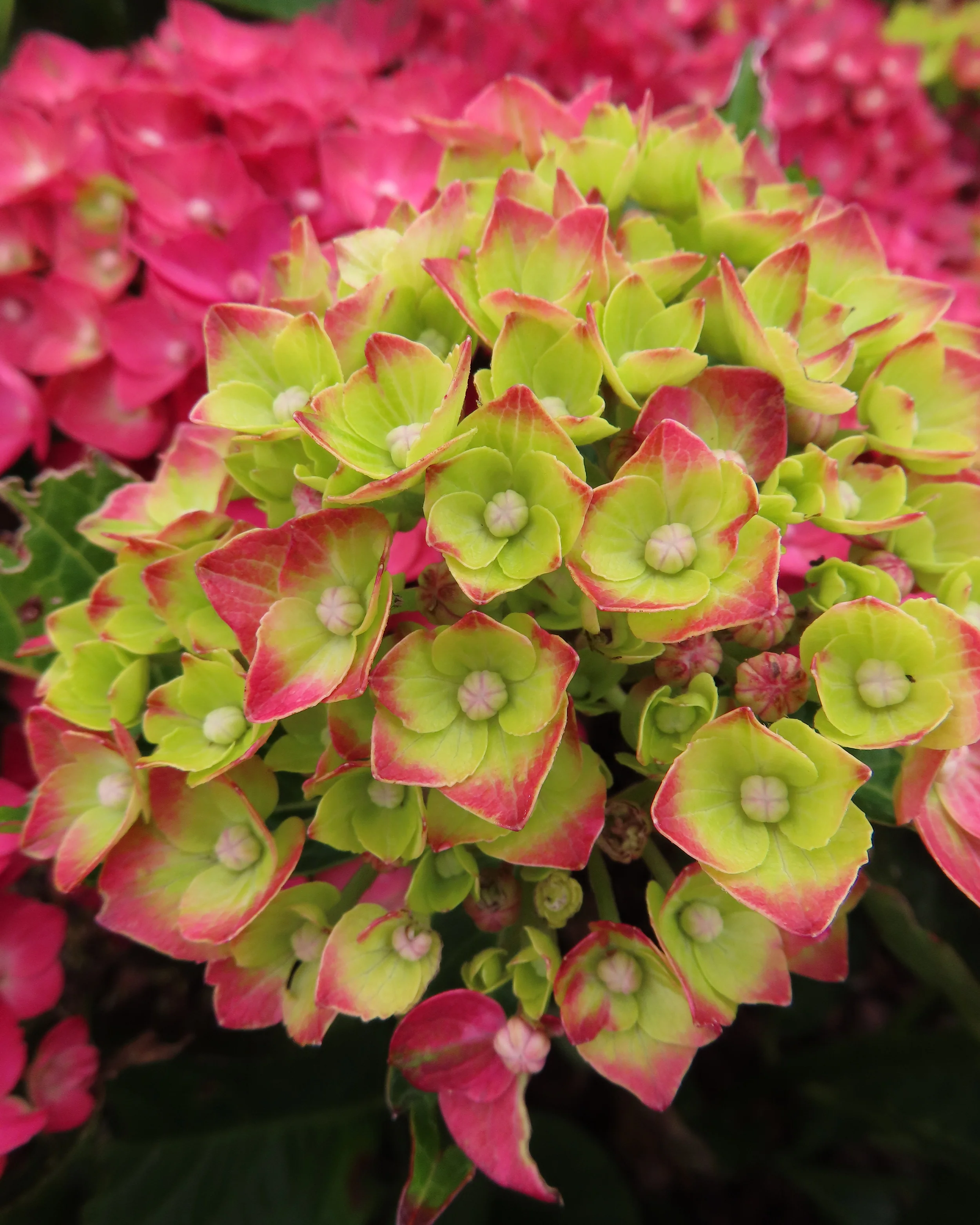 Hydrangea 'Choco Love' - Image 7
