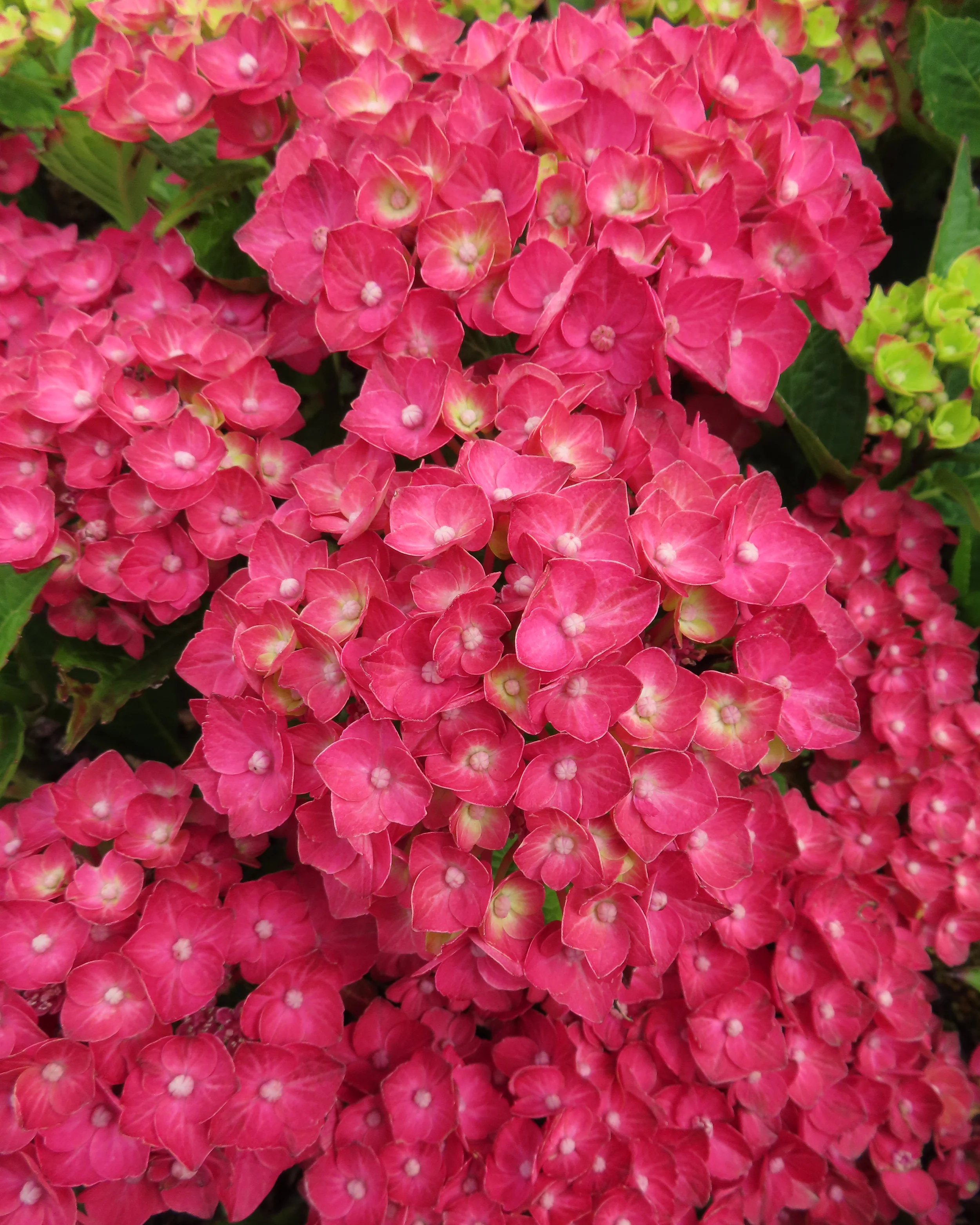Hydrangea 'Choco Love' - Image 8