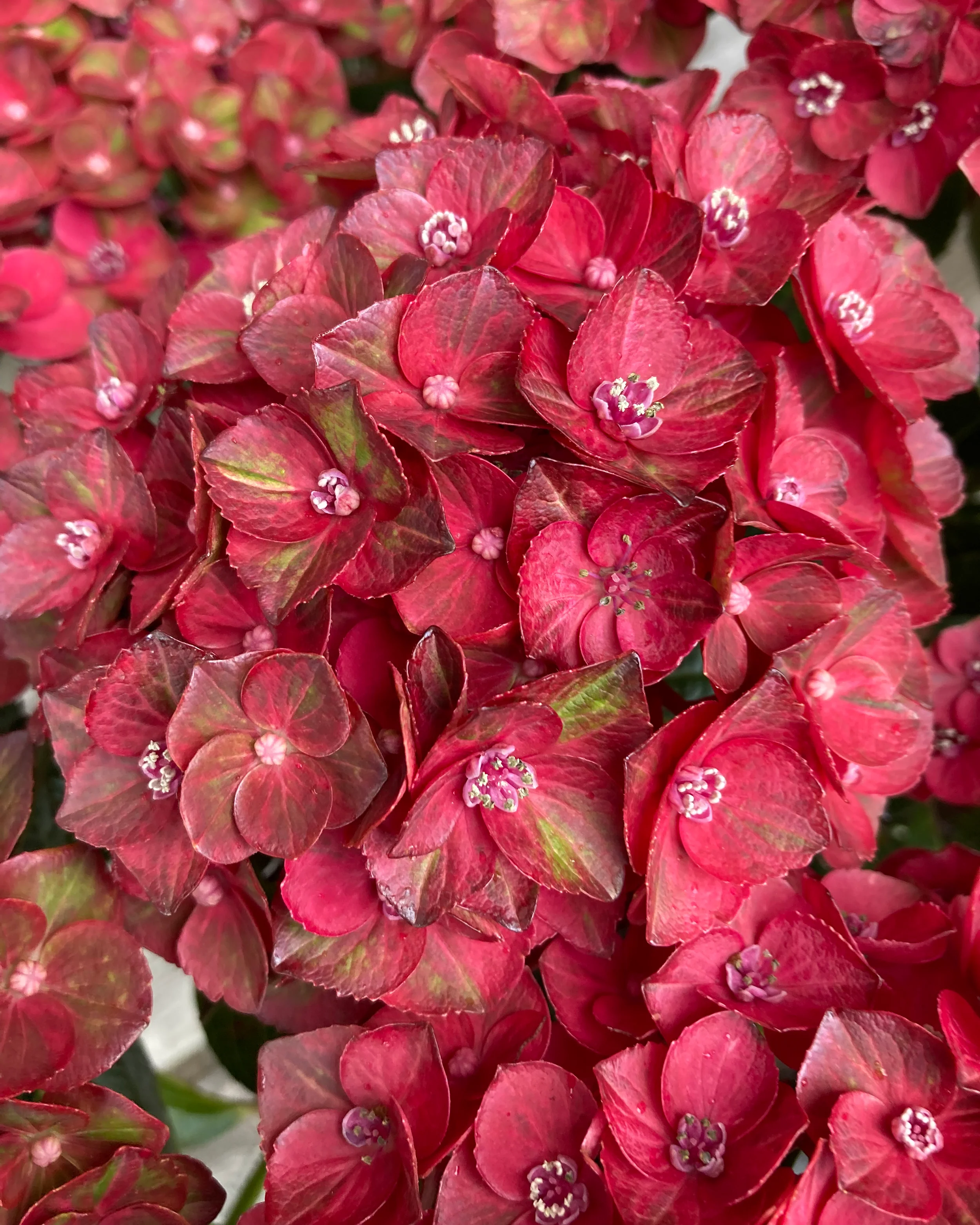 Hydrangea 'Choco Love' - Image 9