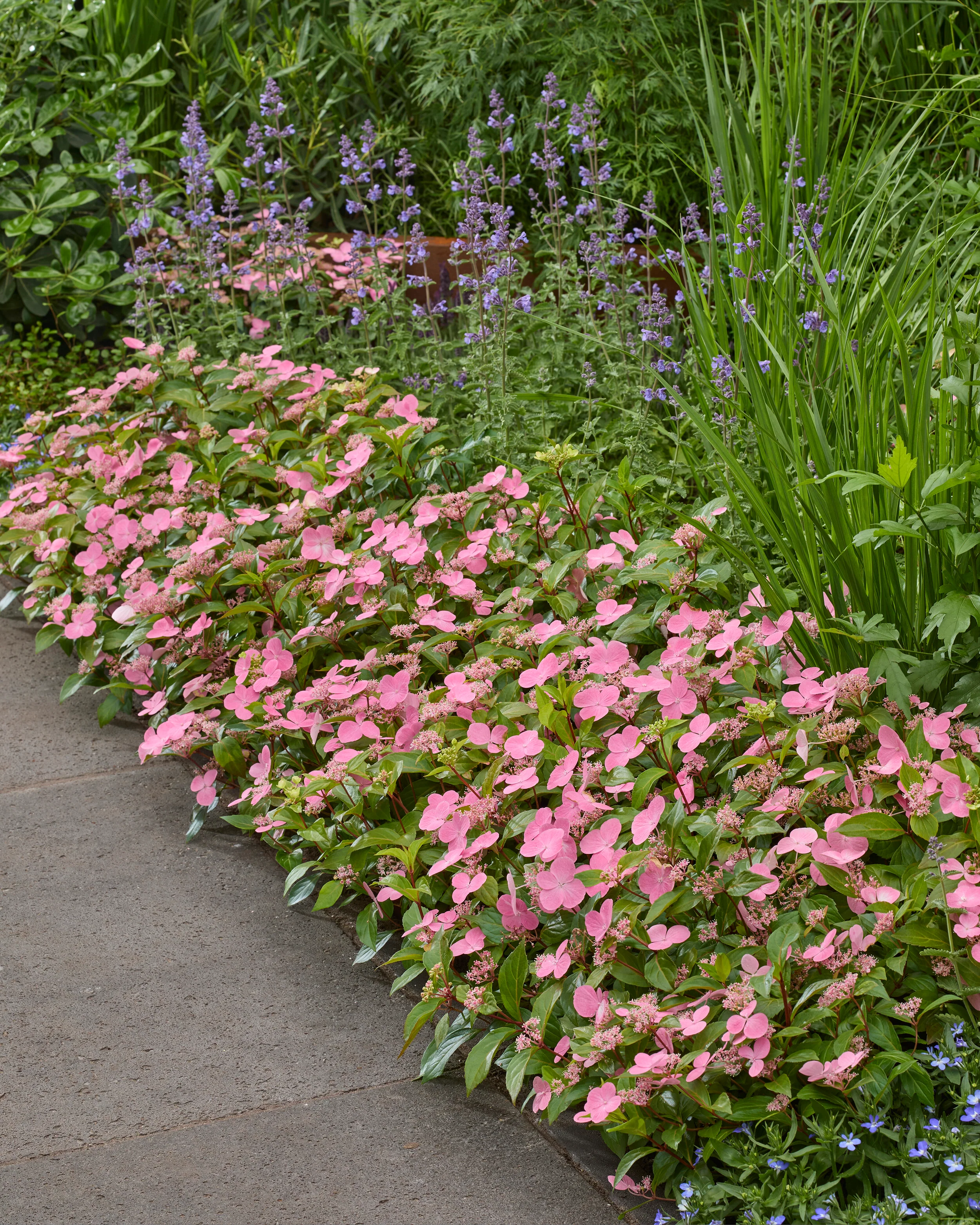 Hydrangea 'First Love Pink' - Image 10