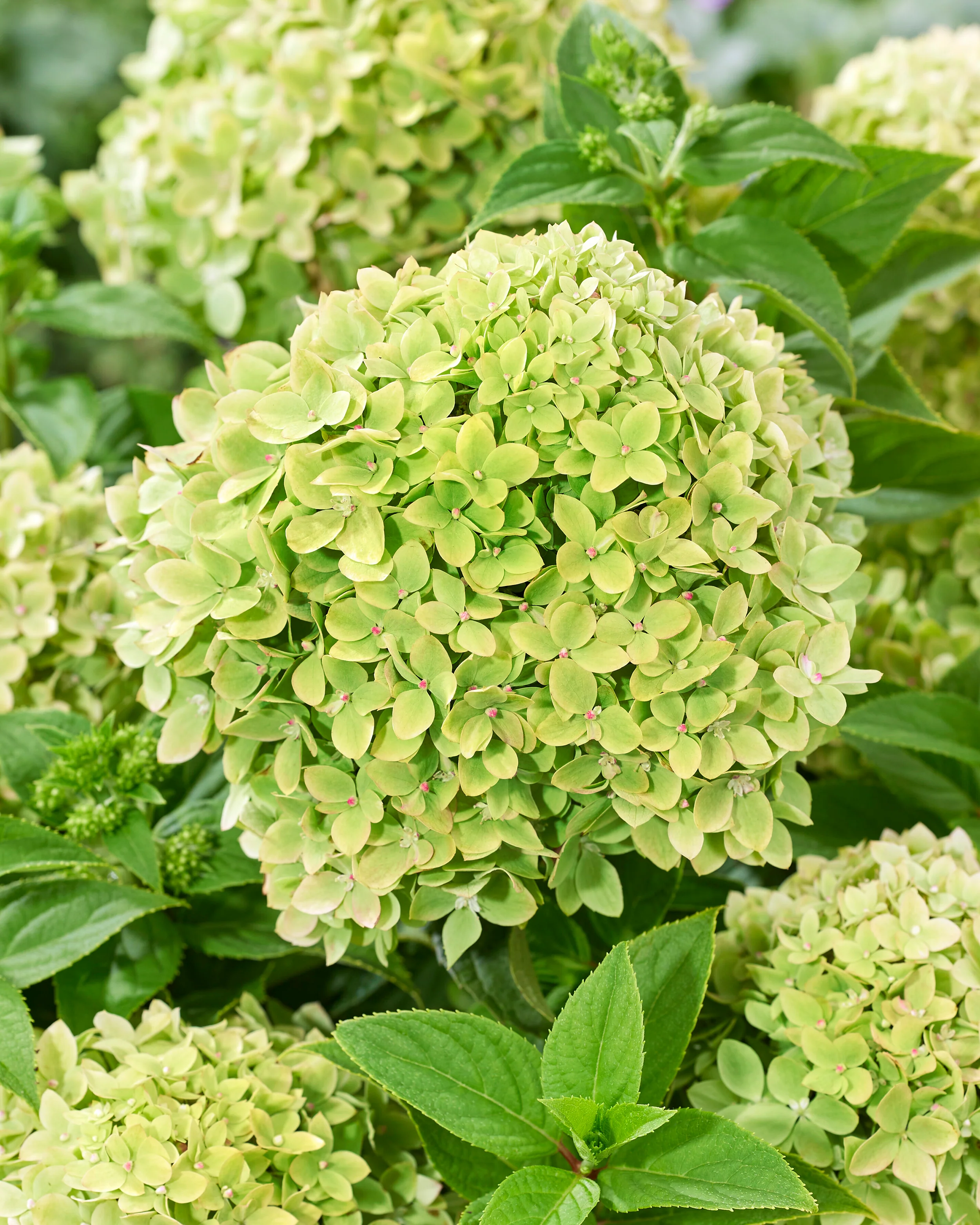 Hydrangea 'Groundbreaker Greeny' - Image 2