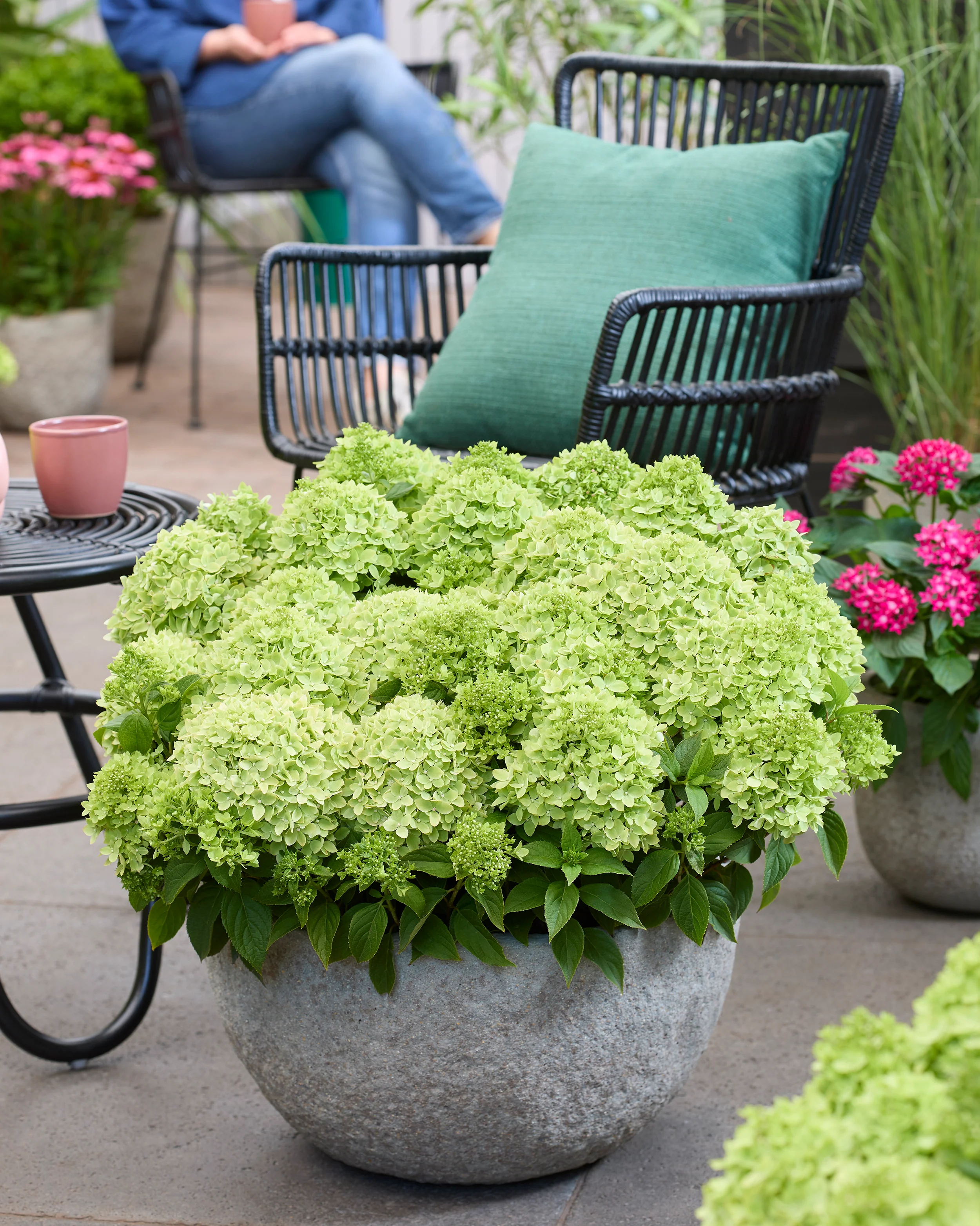 Hydrangea 'Groundbreaker Greeny' - Image 3