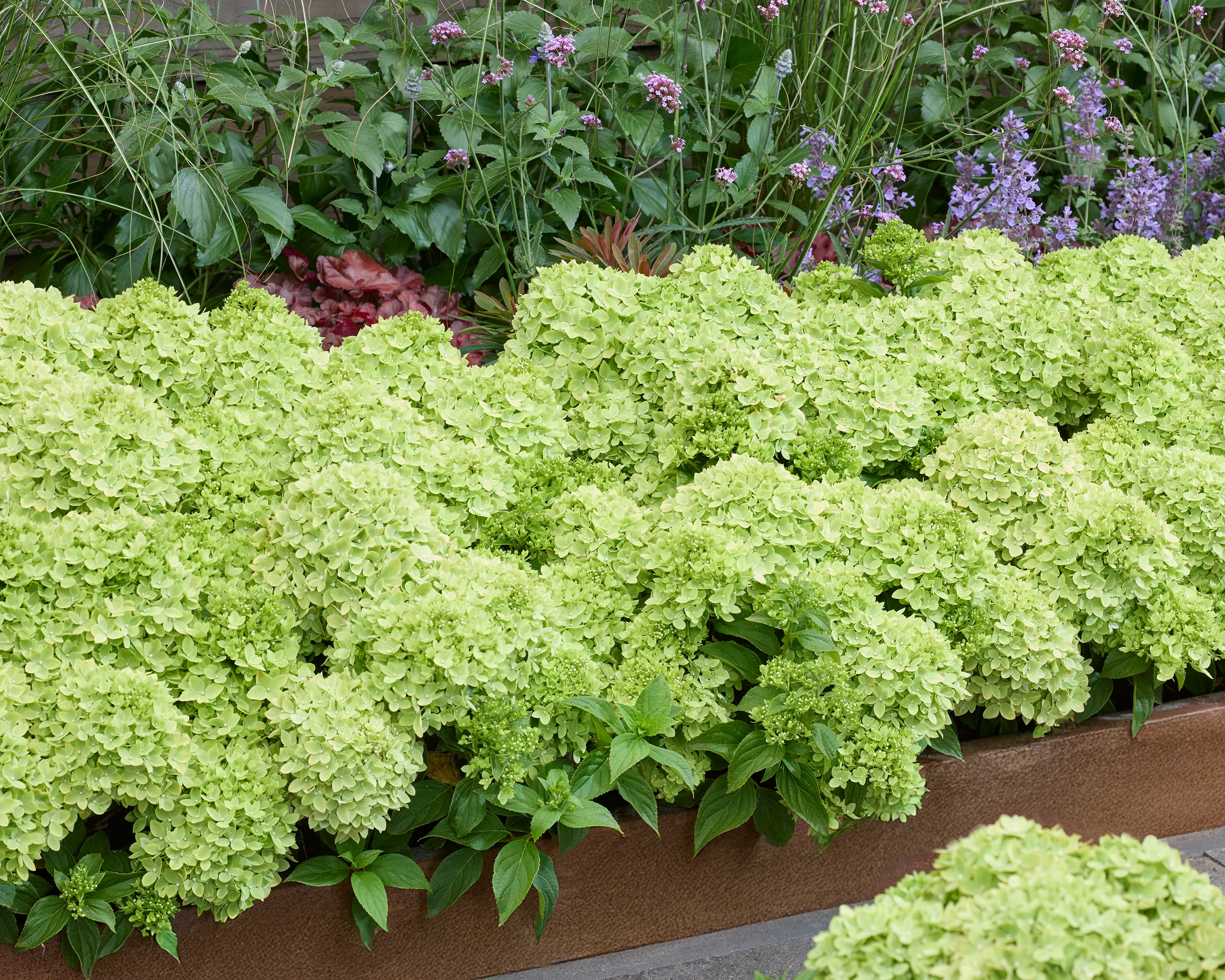 Hydrangea 'Groundbreaker Greeny' - Image 7