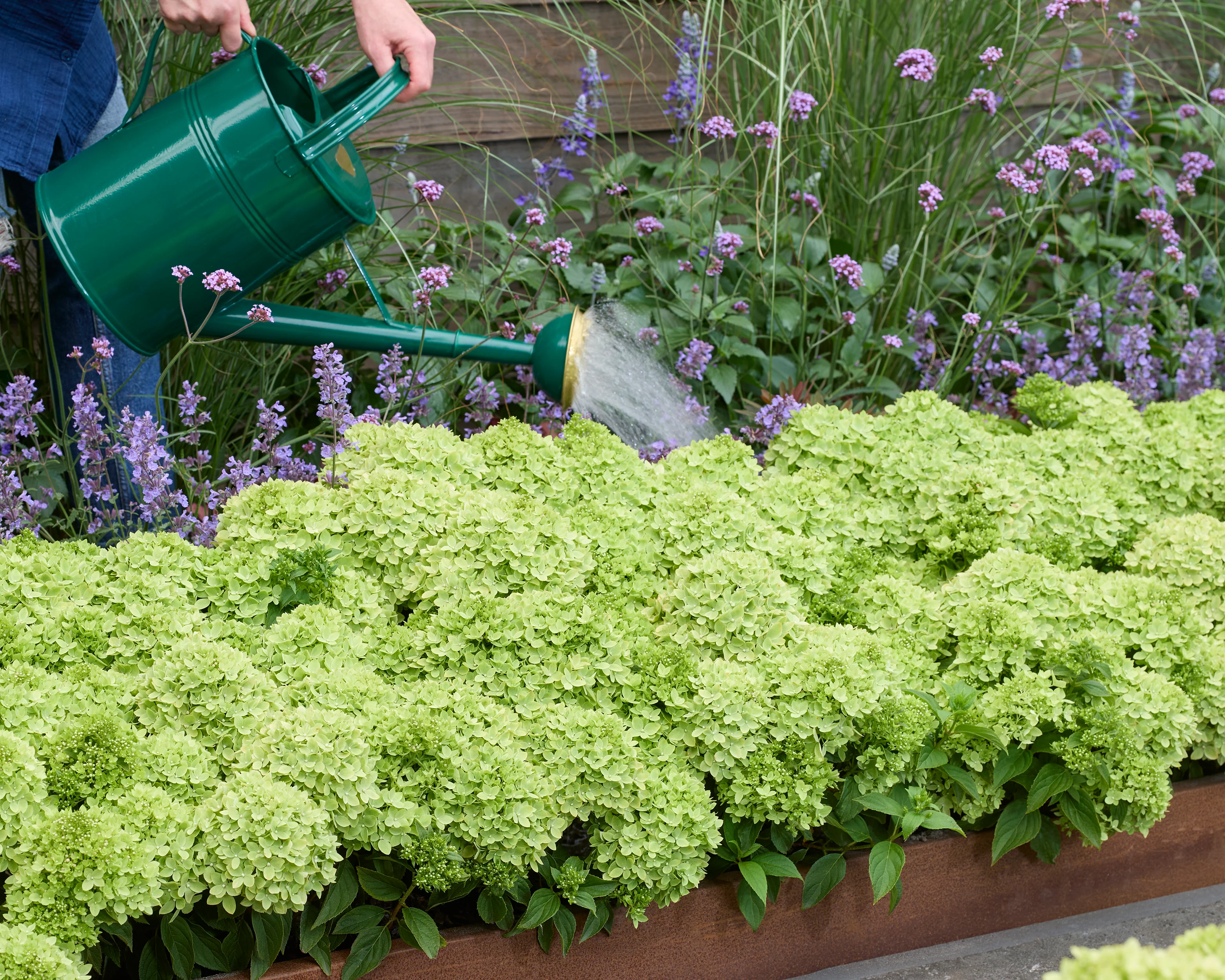 Hydrangea 'Groundbreaker Greeny' - Image 9