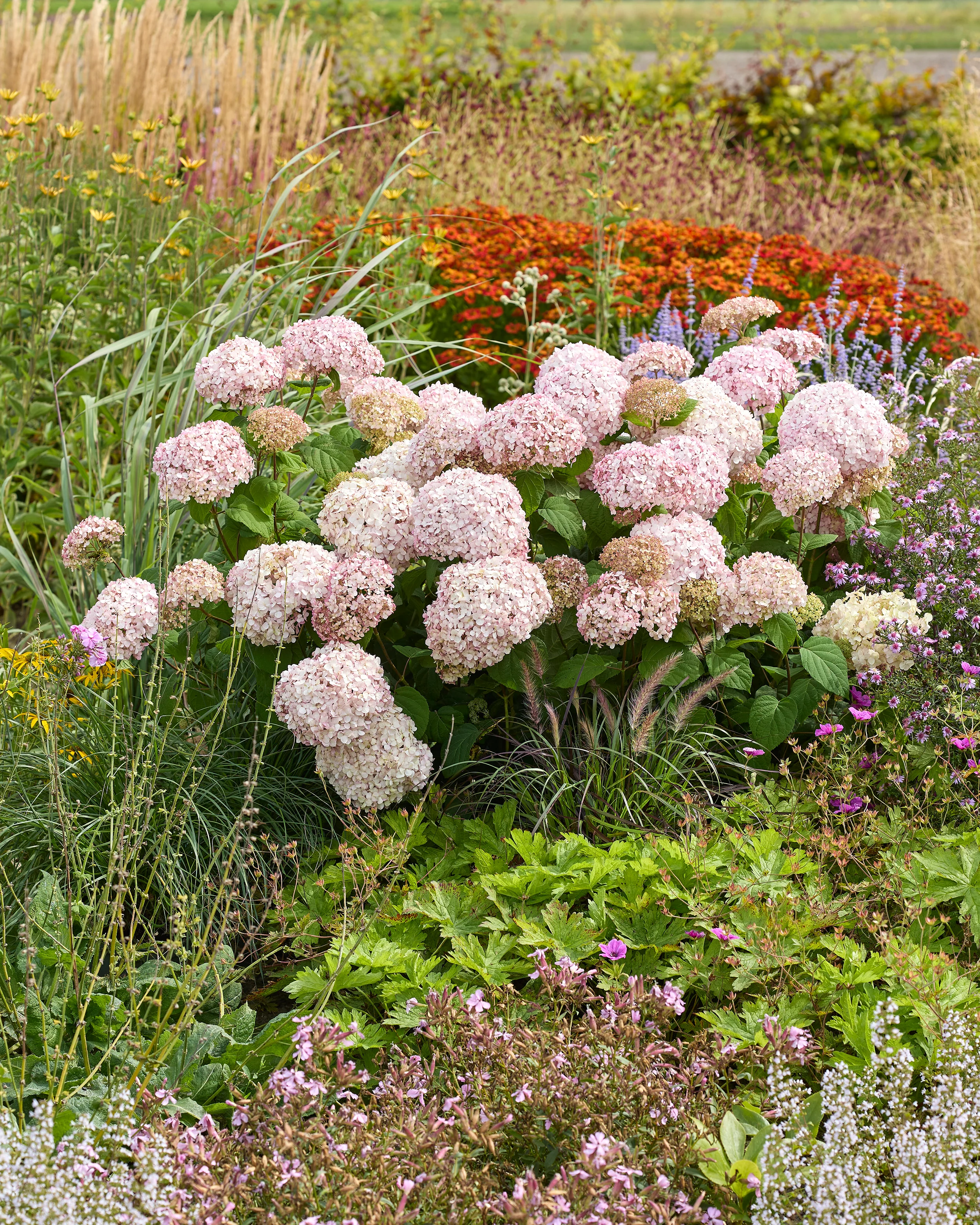 Hydrangea 'Stand Up Pink' - Image 4