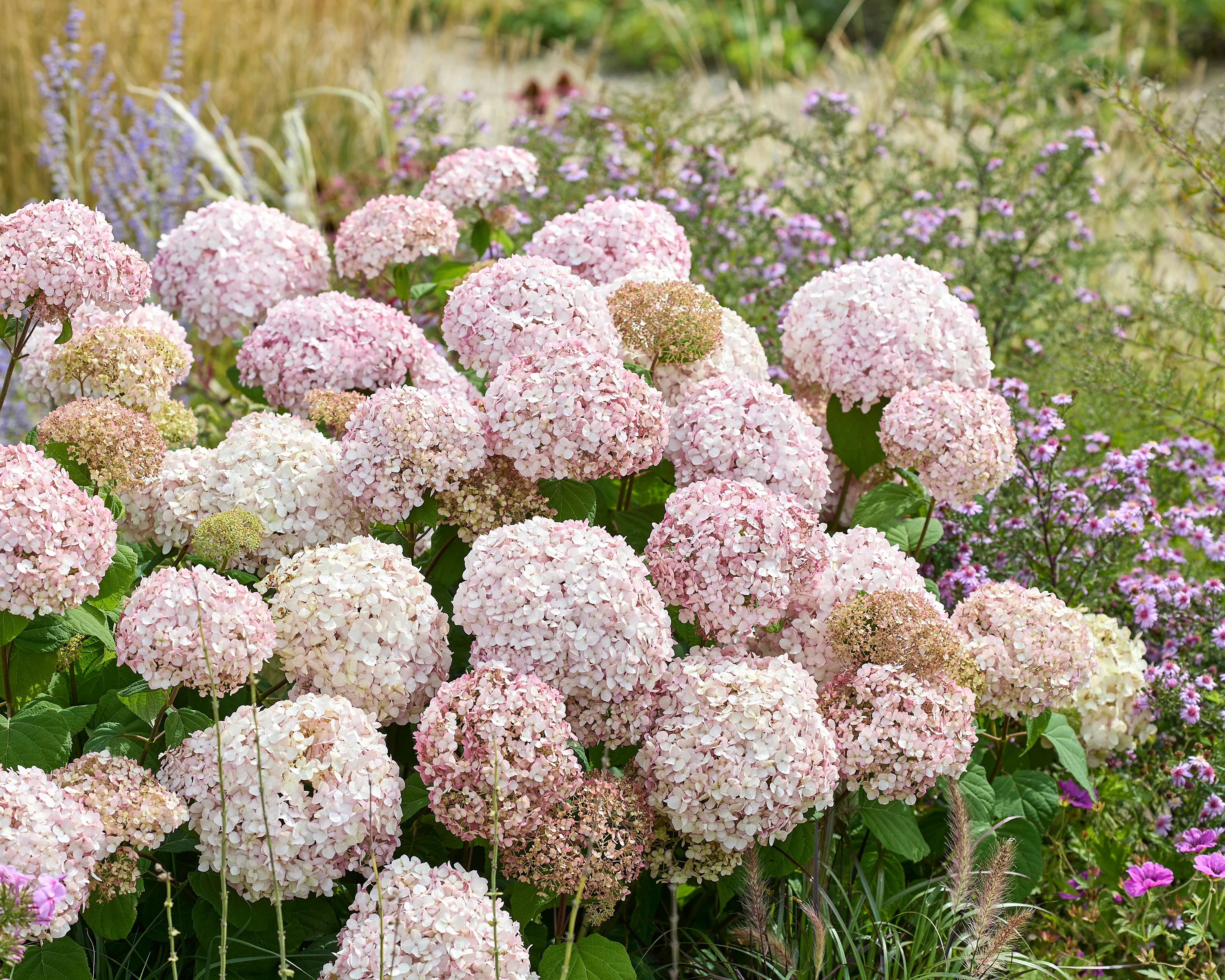 Hydrangea 'Stand Up Pink' - Image 5