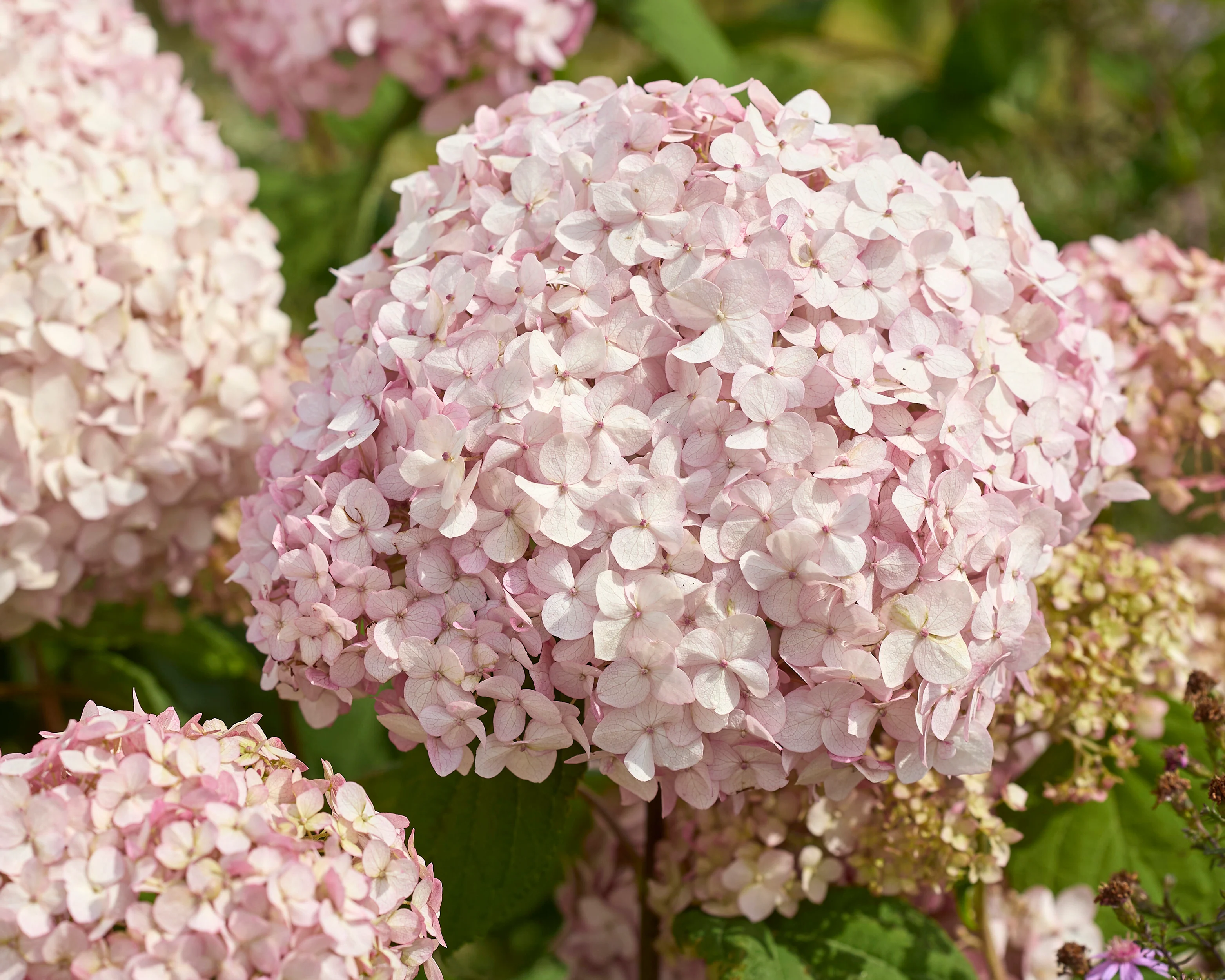 Hydrangea 'Stand Up Pink' - Image 6
