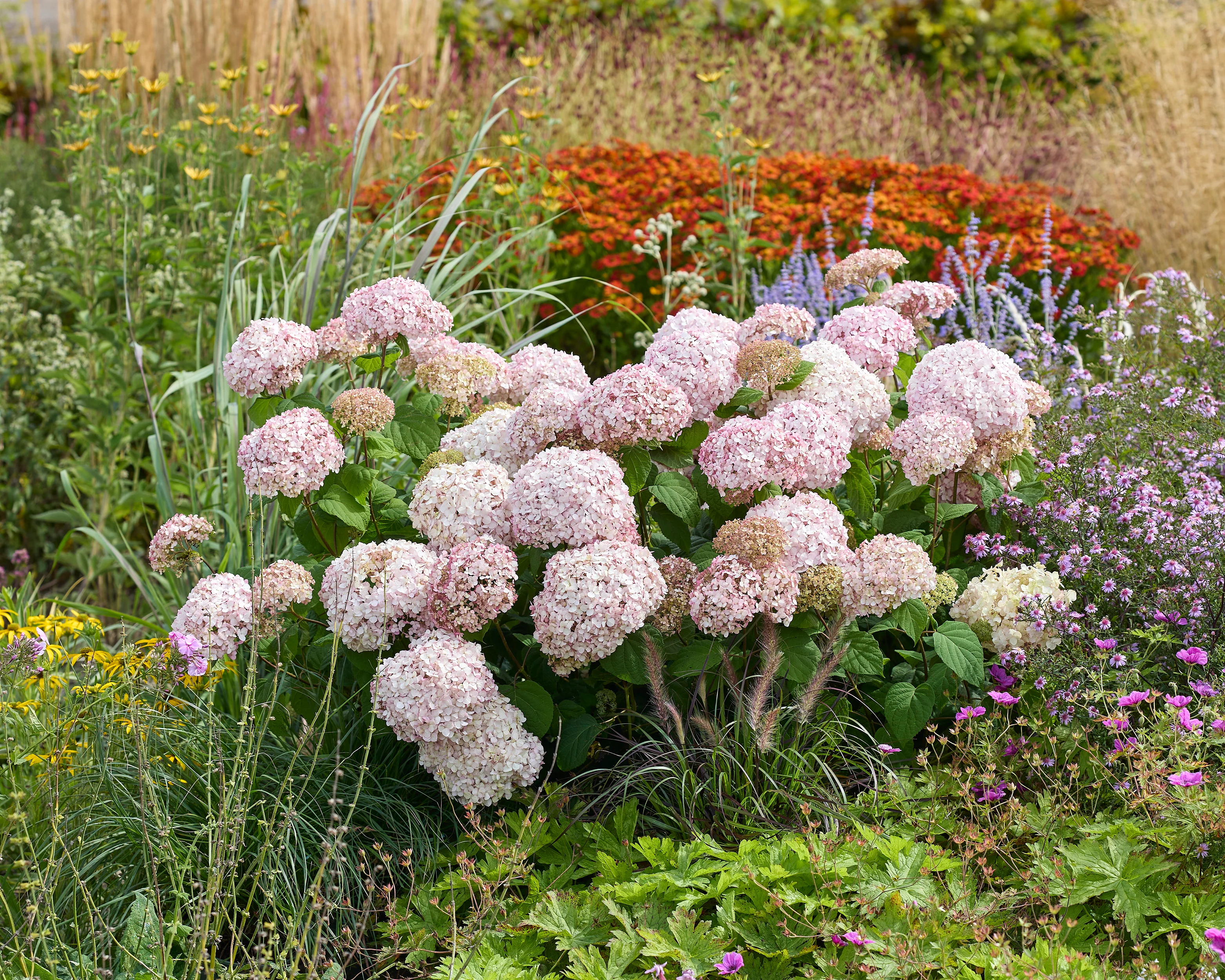 Hydrangea 'Stand Up Pink' - Image 7