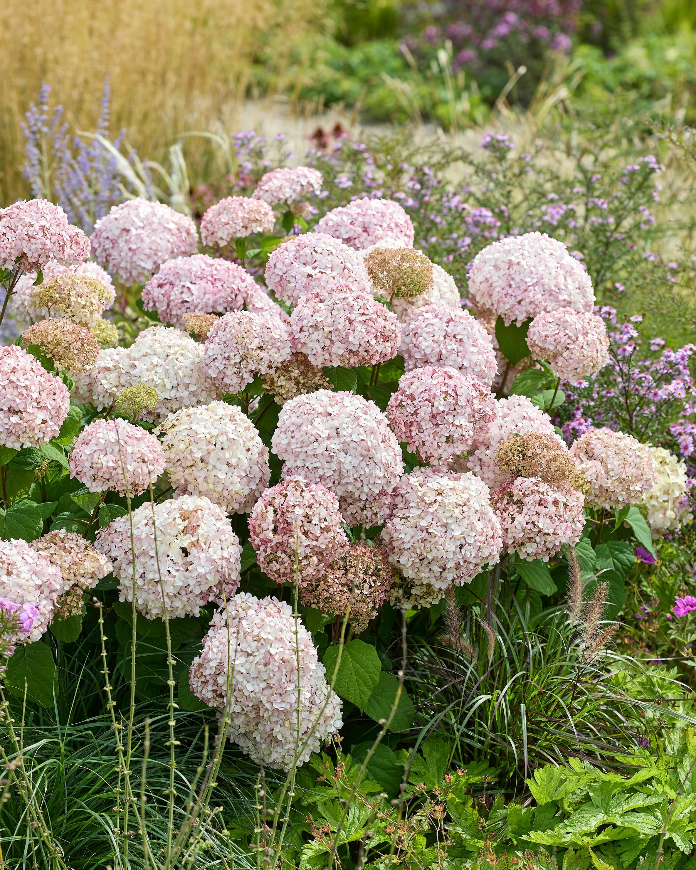 Hydrangea 'Stand Up Pink' - Image 8