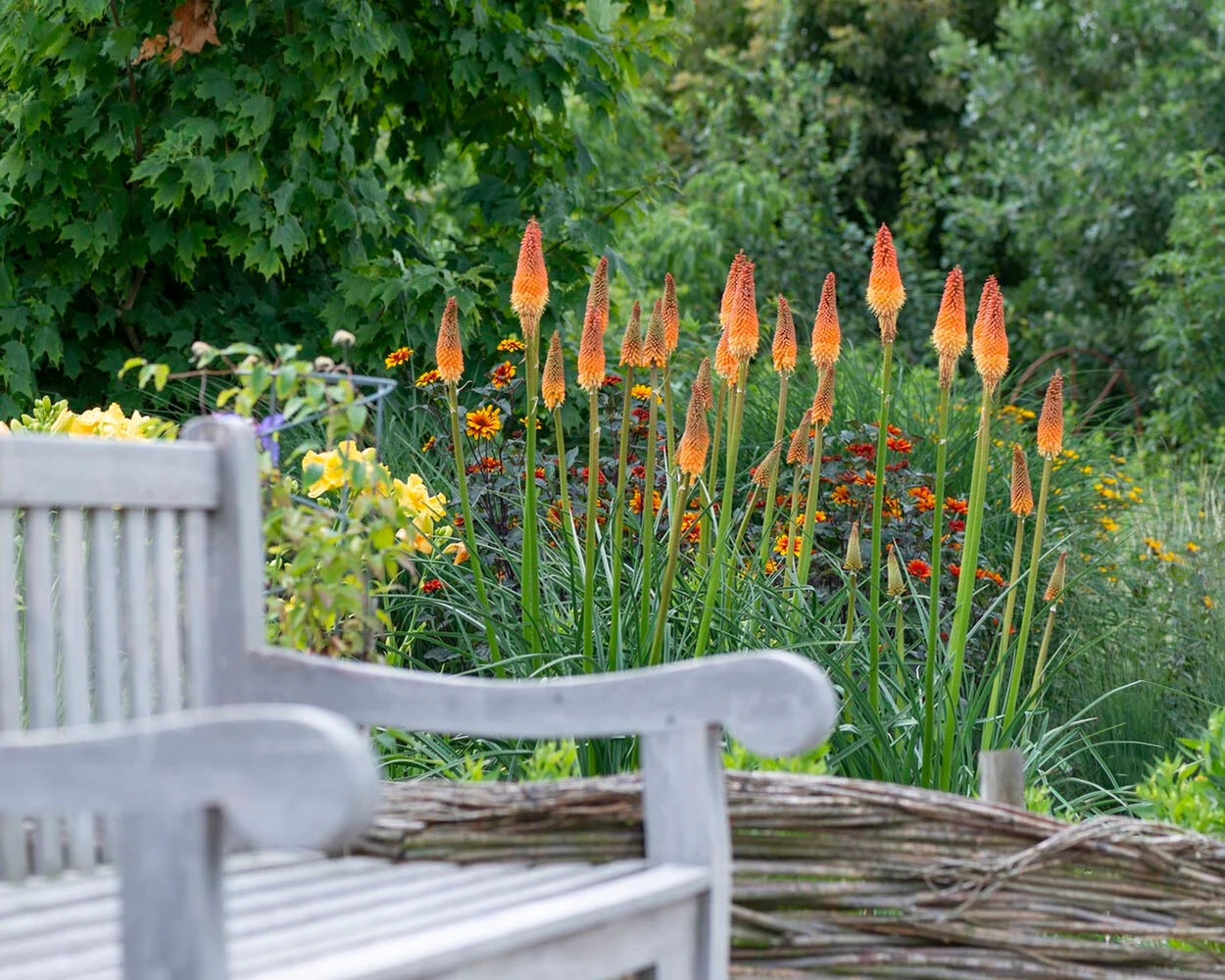 Kniphofia 'Alcazar' - Image 2