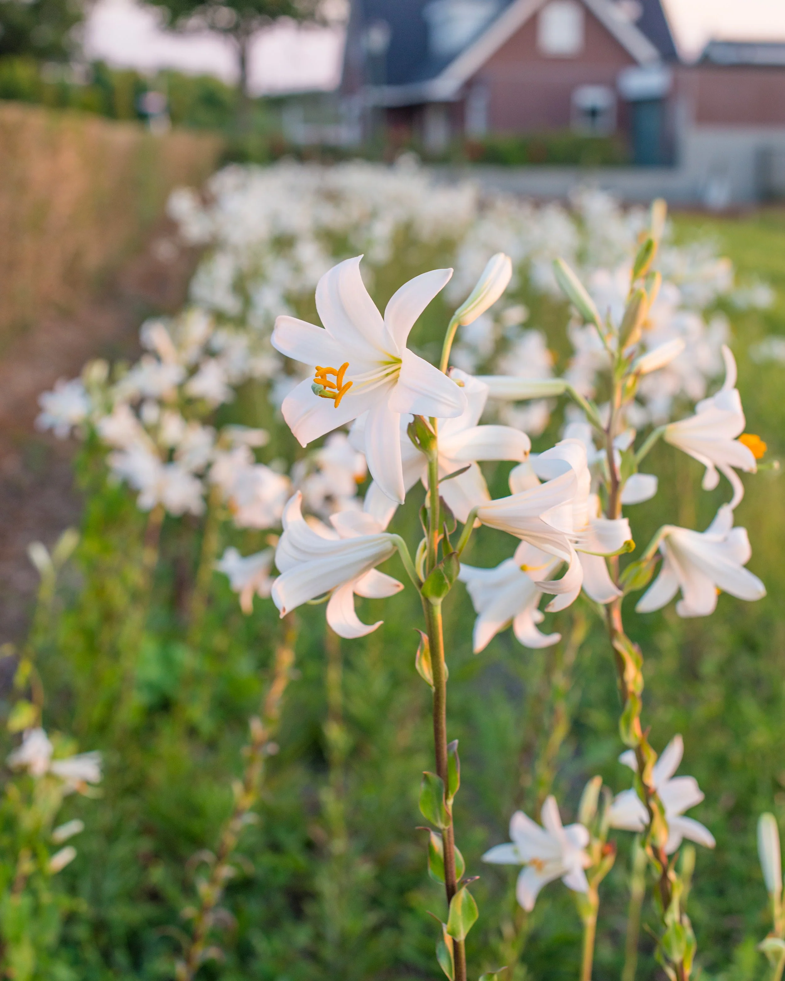 Lilium candidum - Image 2