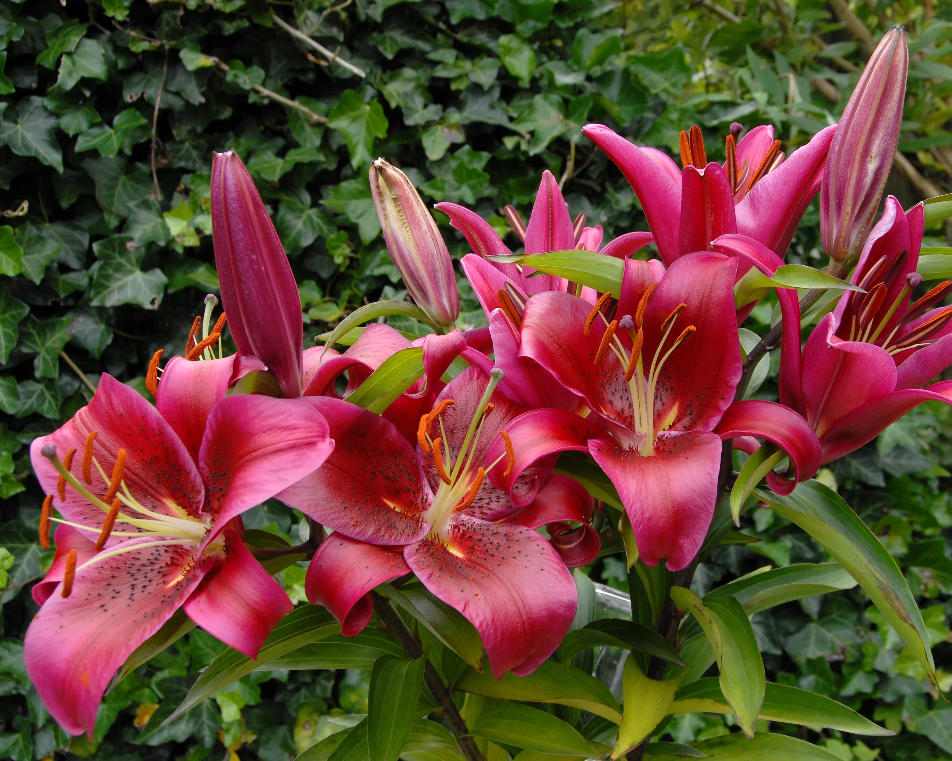 Lily 'Montezuma' - Image 2