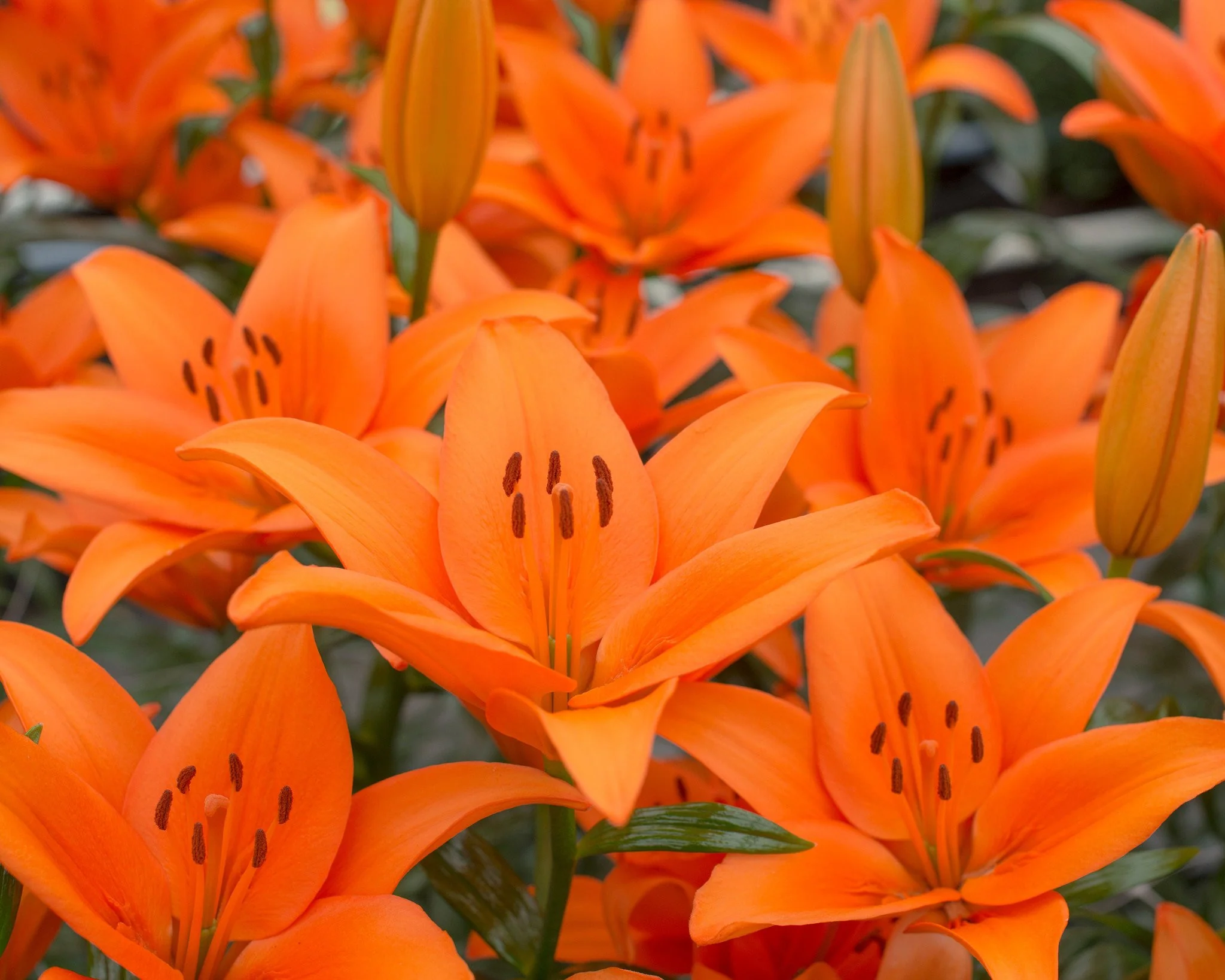 Lily 'Orange County' - Image 2