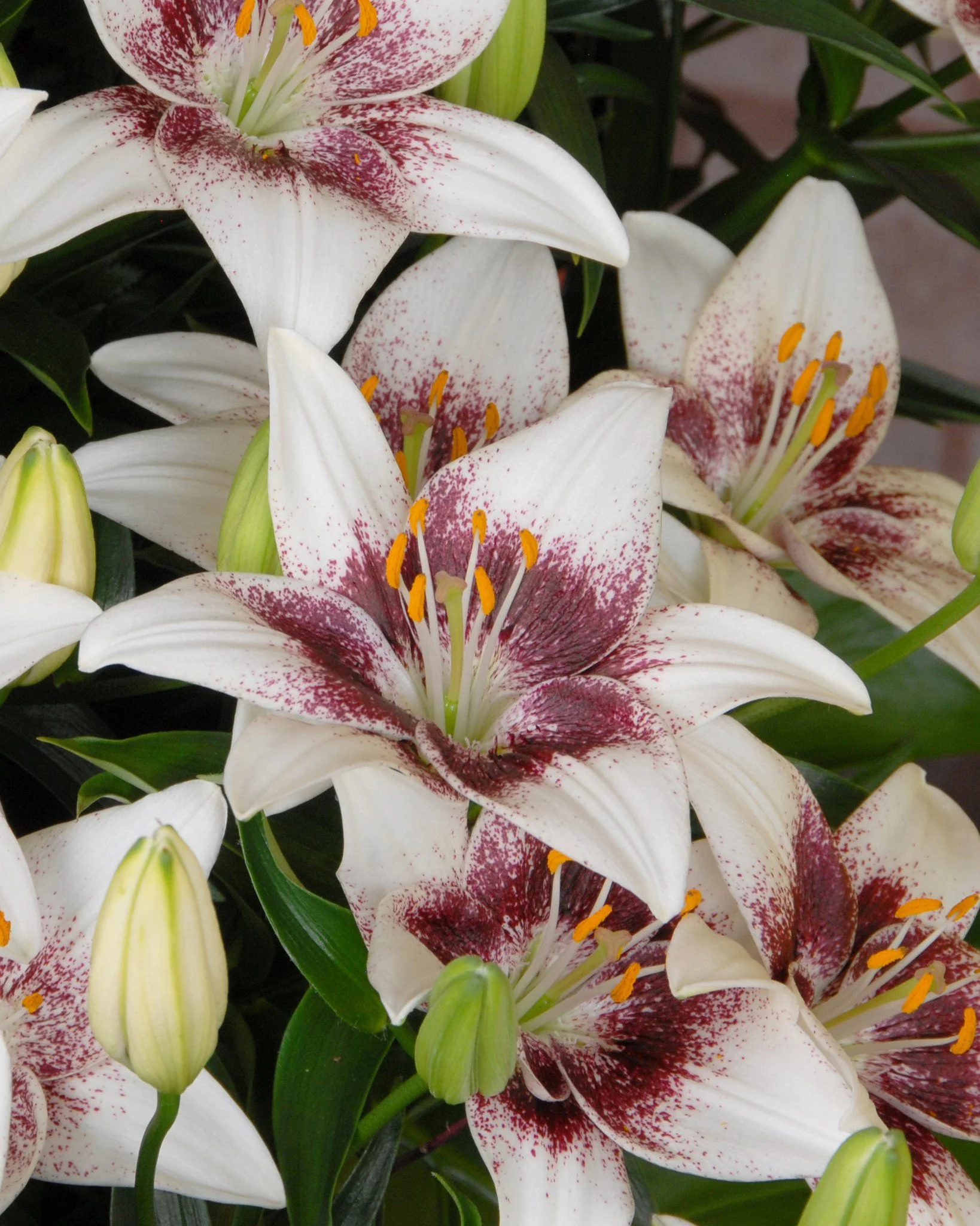 Lily 'White Pixels'