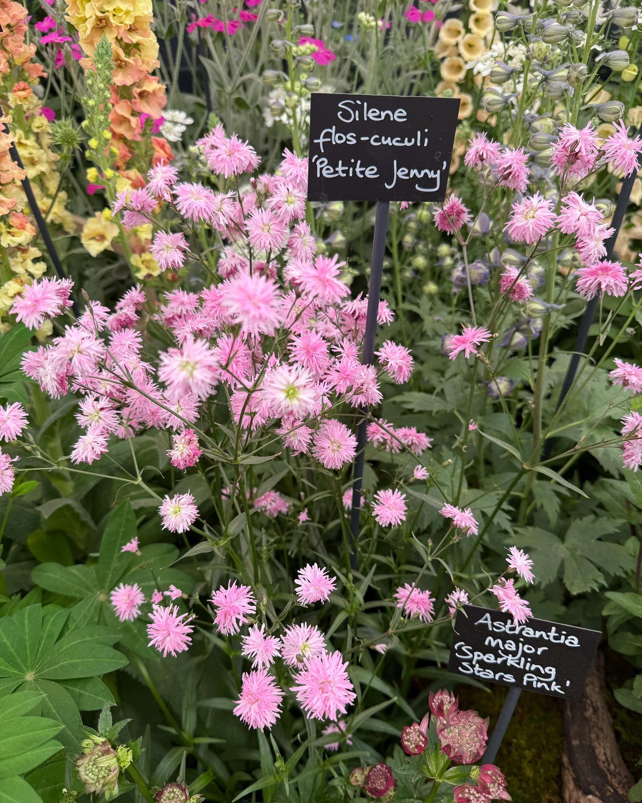 Silene 'Petite Jenny' - Image 3