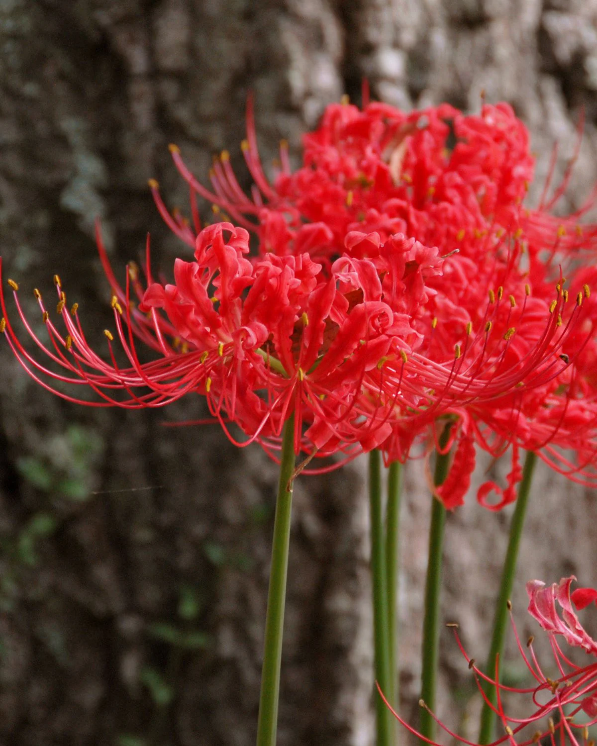 Lycoris radiata