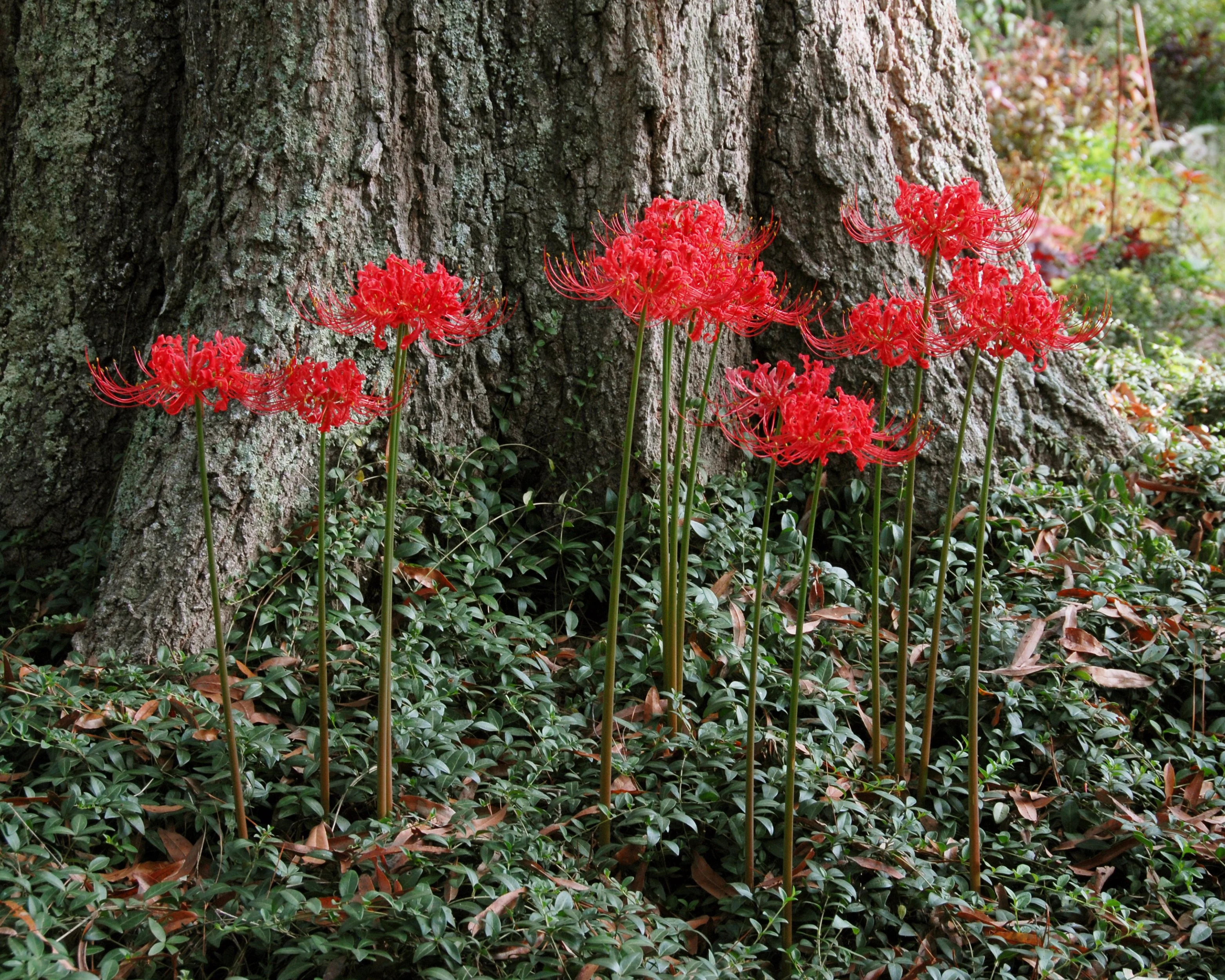 Lycoris radiata - Image 2