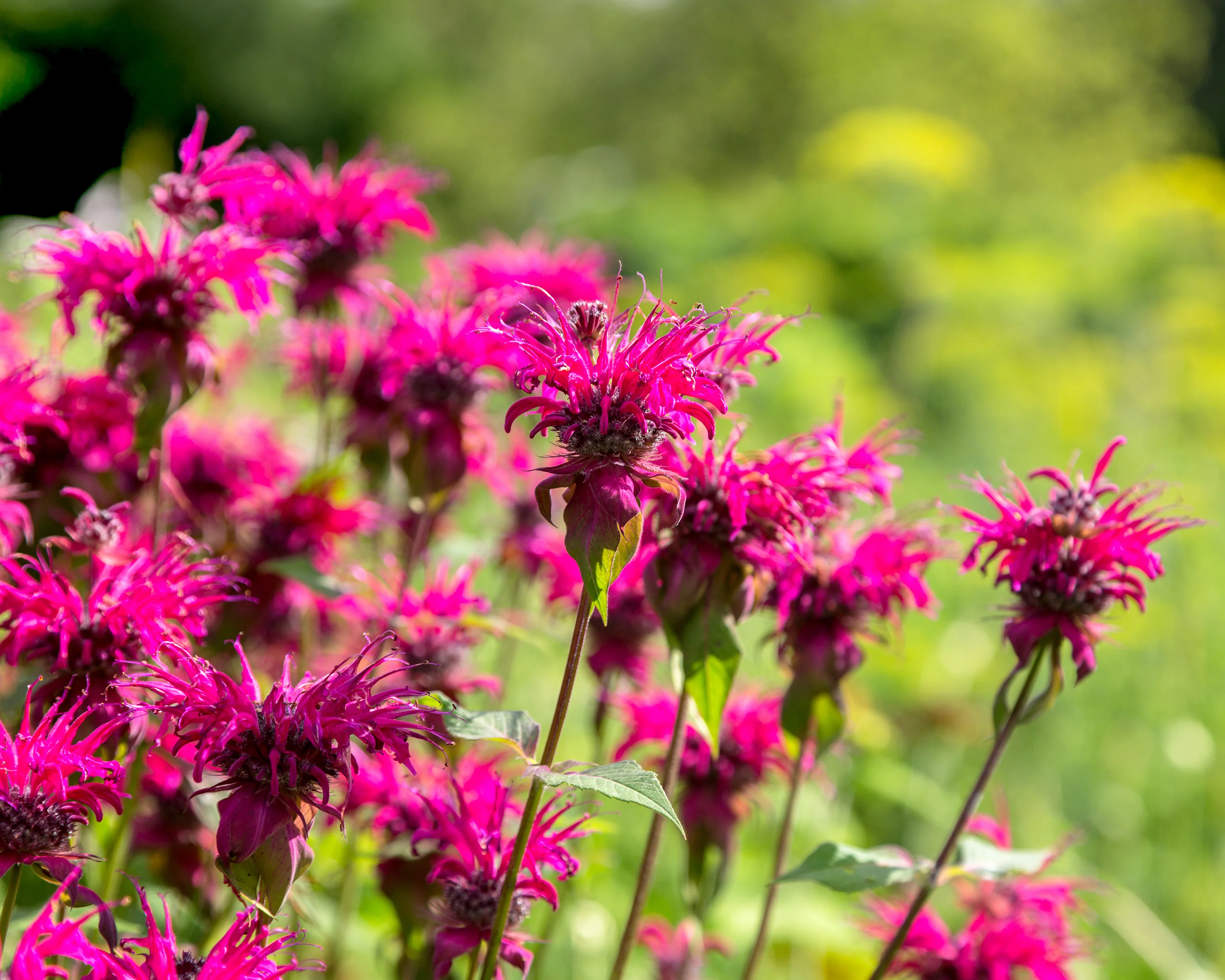 Monarda 'Pink Supreme' - Image 2