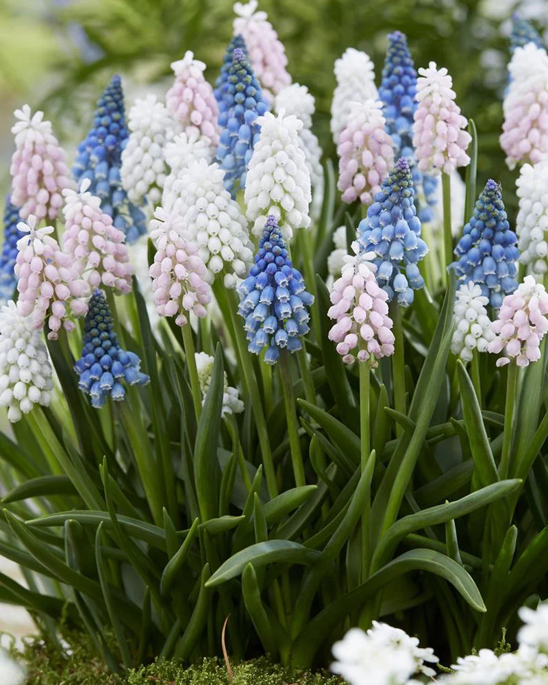 Muscari collection 'Sommelier' - Image 2