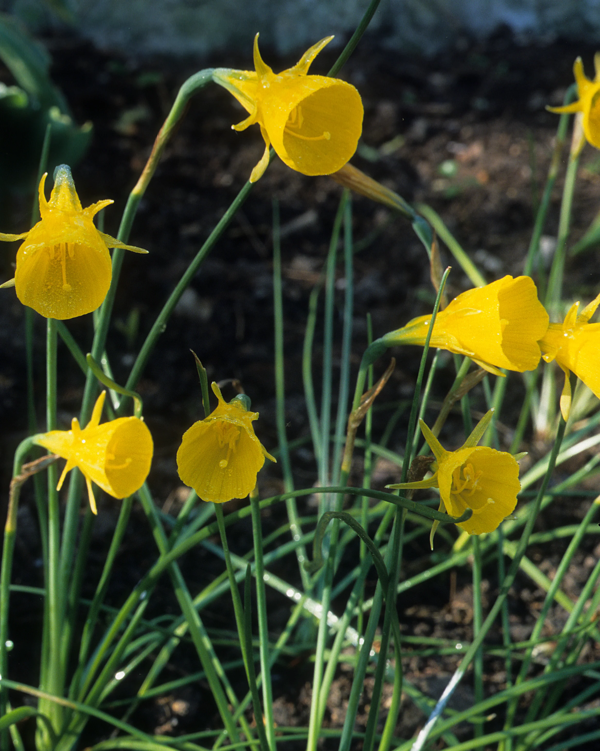 Narcissus 'Golden Bells' - Image 2