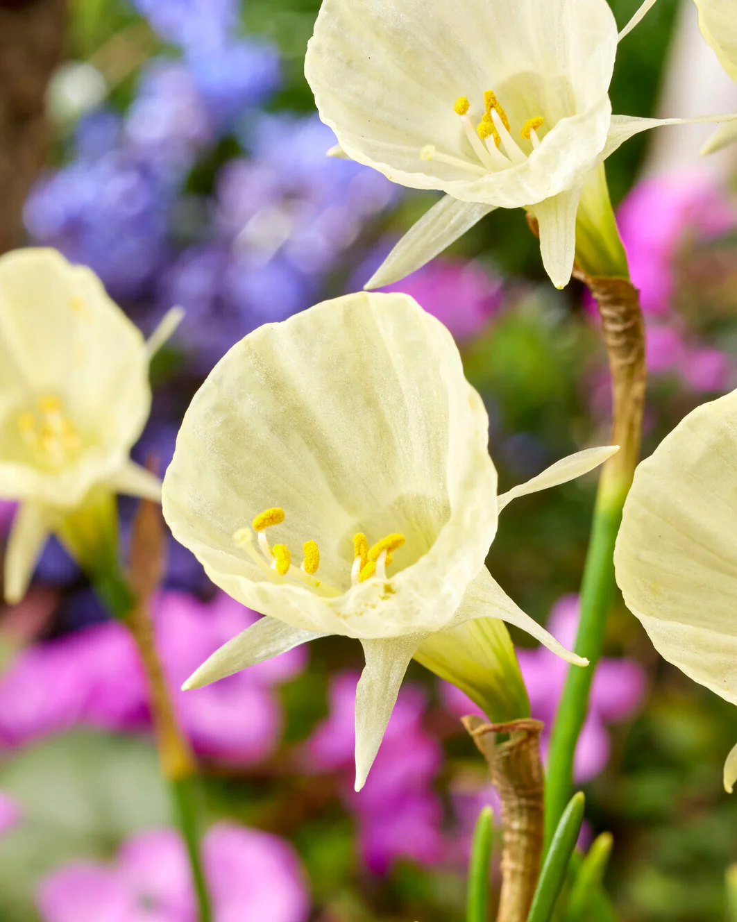 Narcissus 'Spoirot'