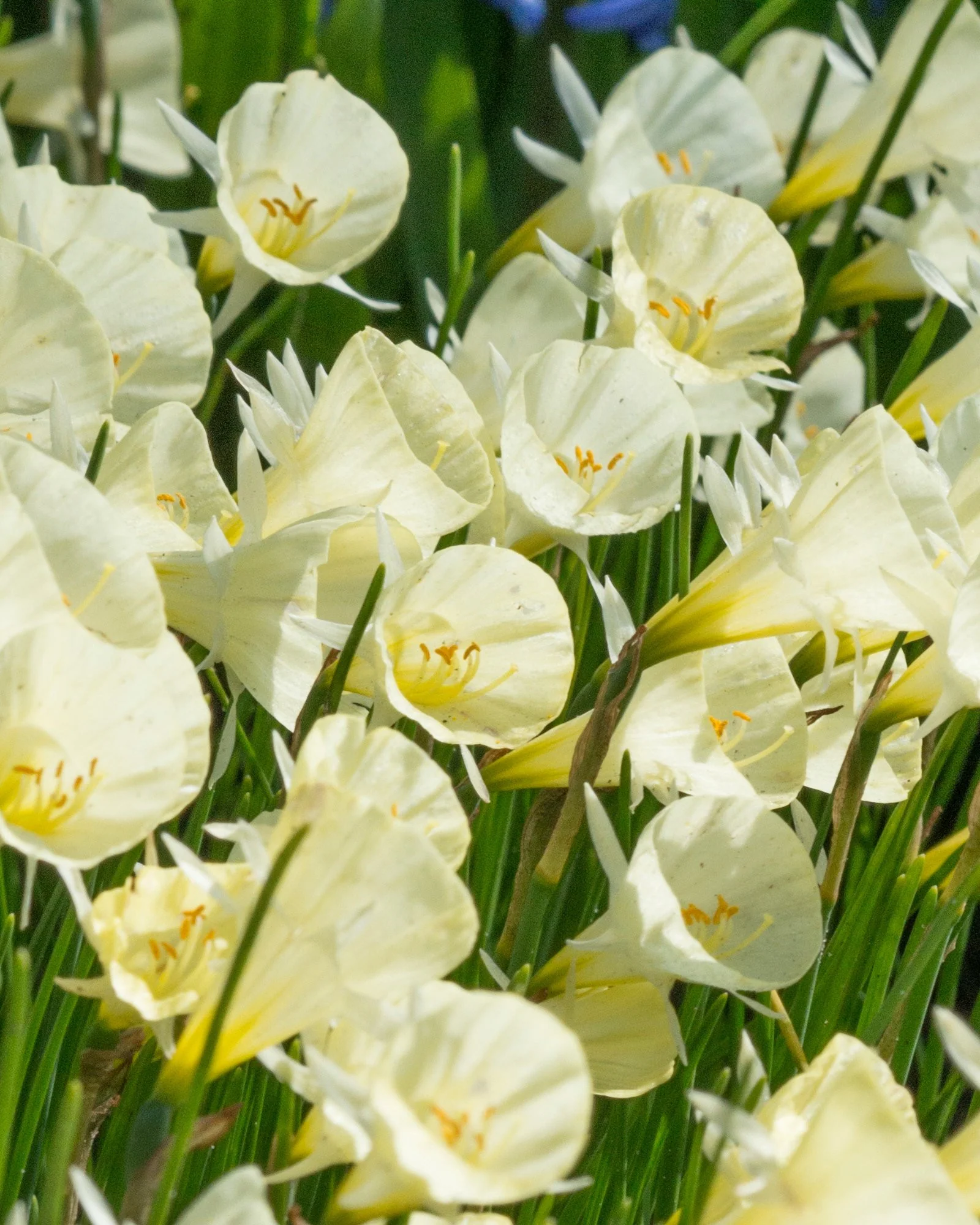 Narcissus 'Spoirot' - Image 2
