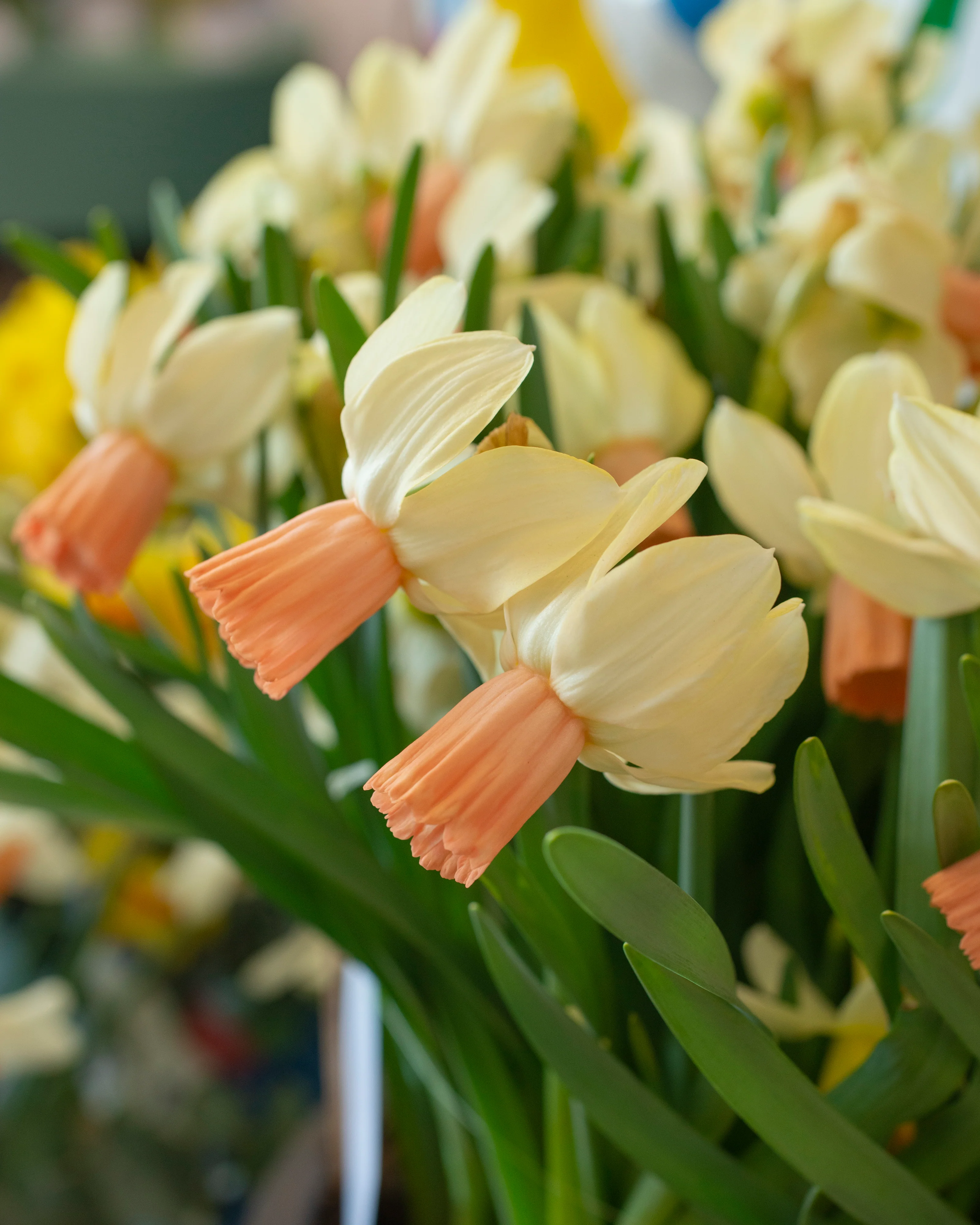 Narcissus 'Carice' - Image 2