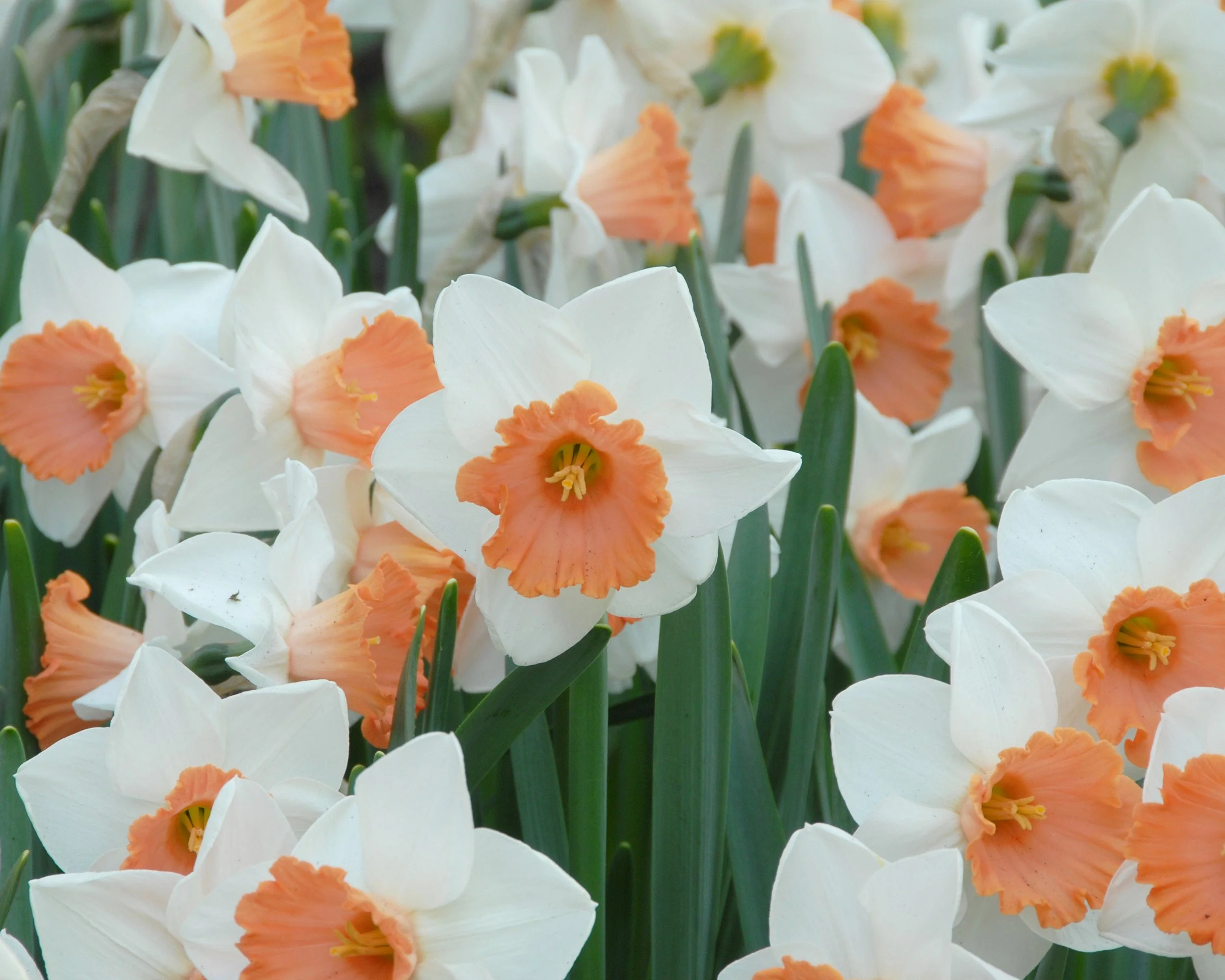 Narcissus 'Chromacolor' - Image 2